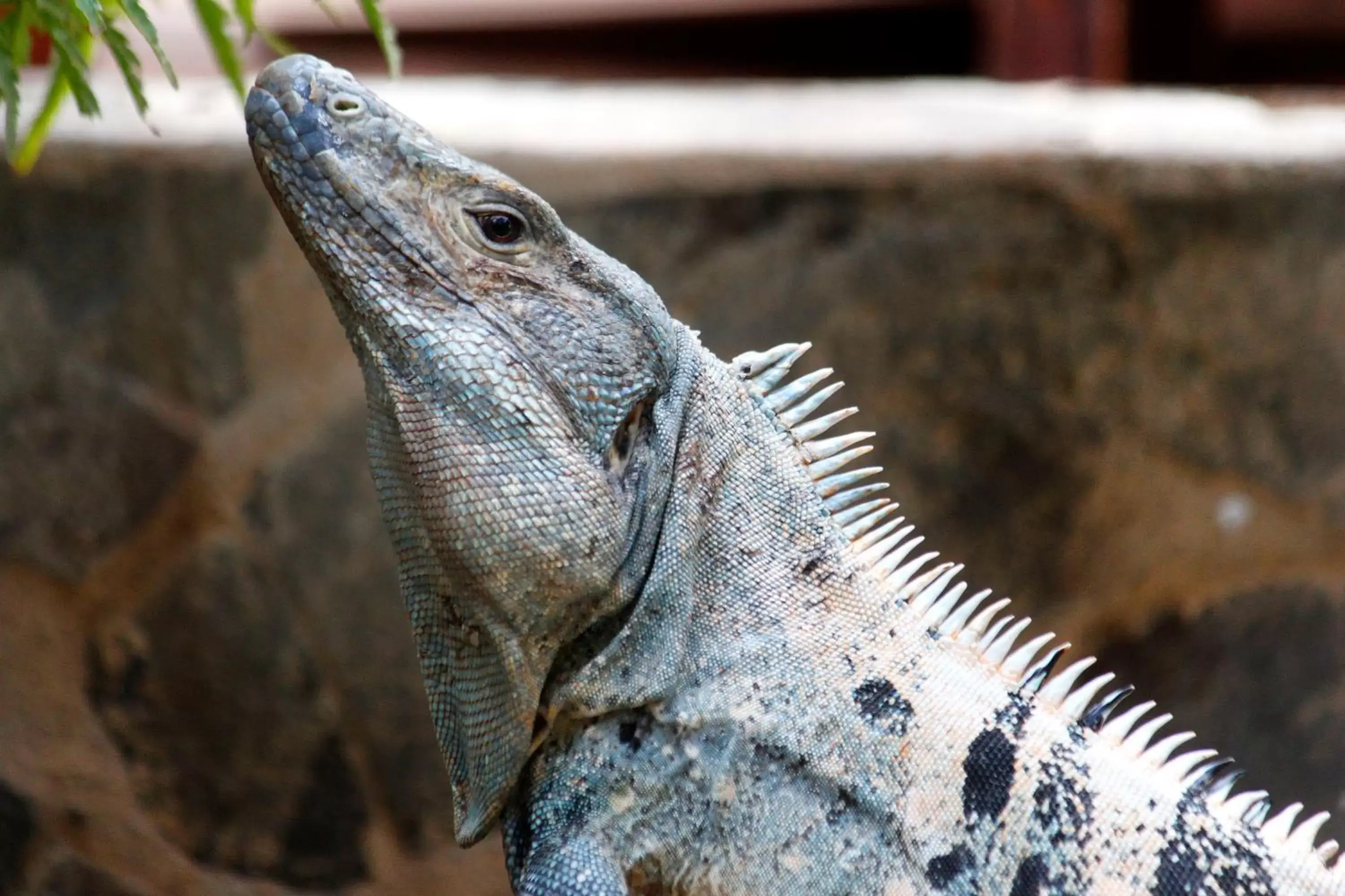 Animals, Other Animals in Hotel Arco Iris