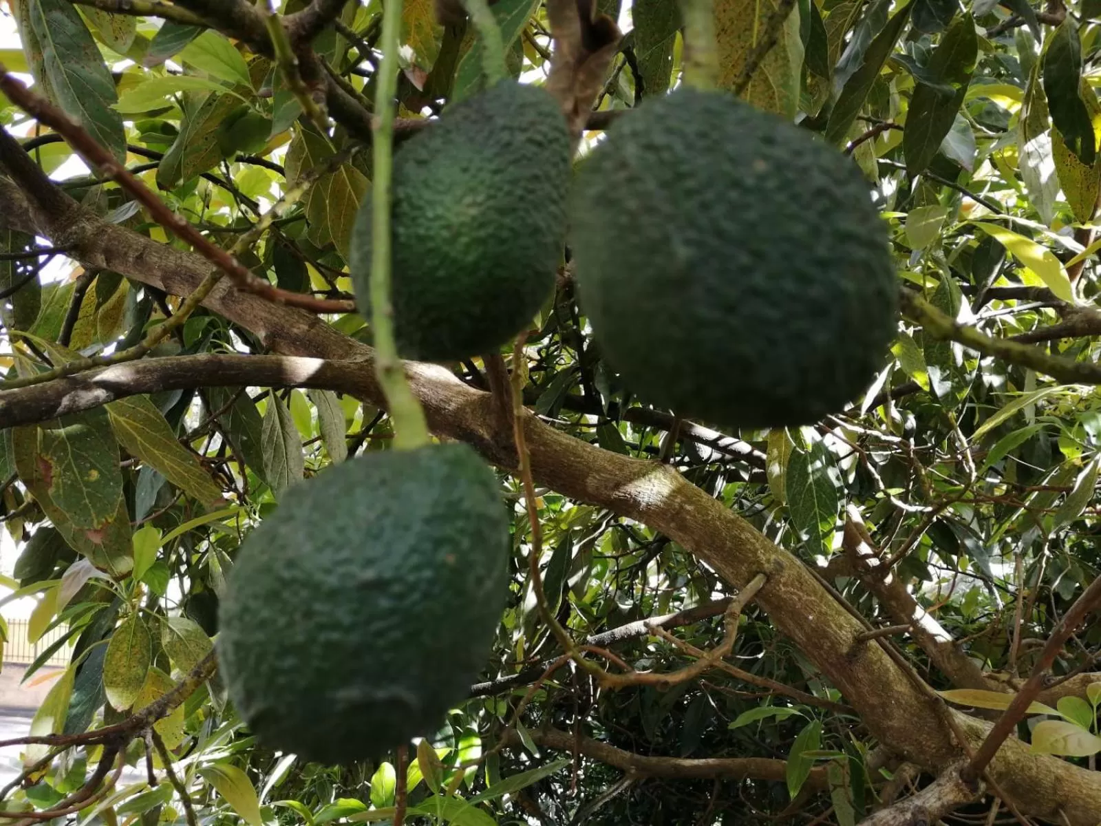 Garden in La Vista Verde