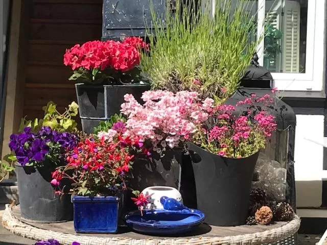 Patio in Hotell Bäckagården