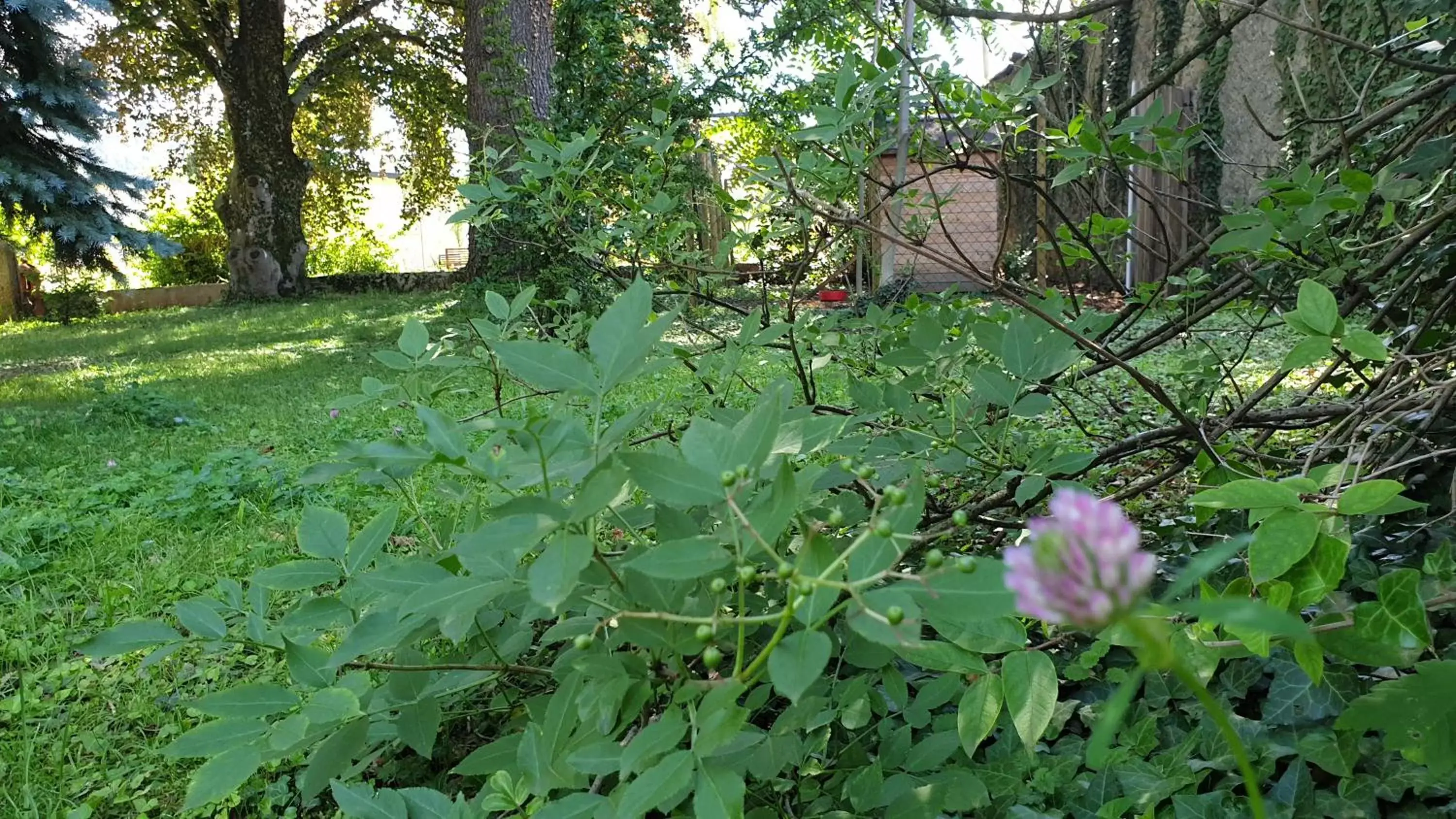 Garden in De passage chez Lili