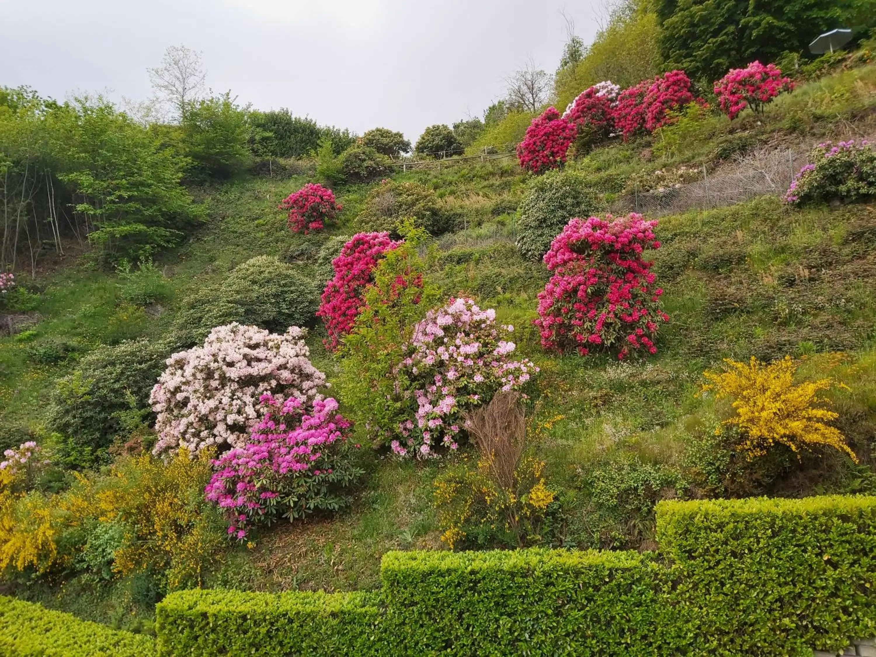 Natural landscape, Garden in Lo Scoiattolo
