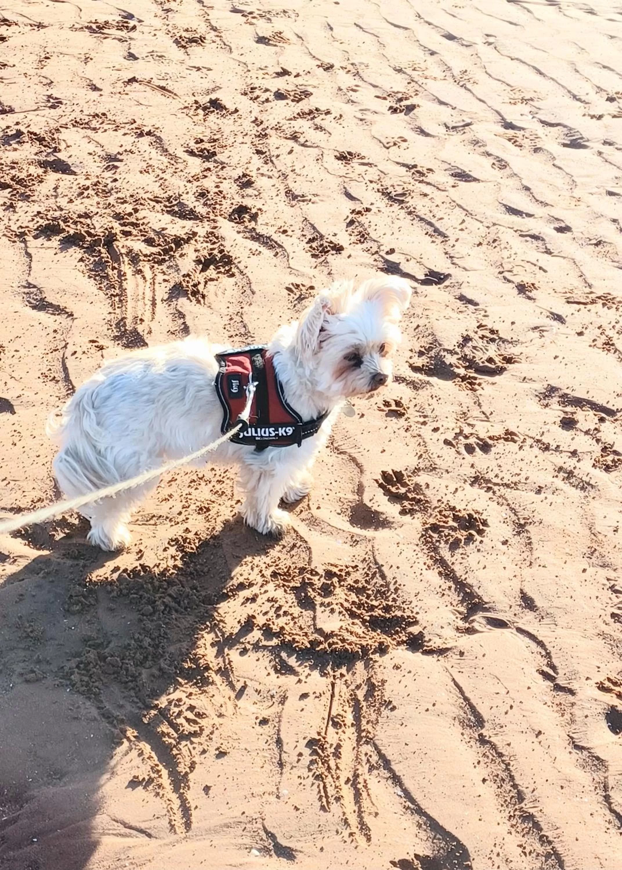 Belle Dene Guest House