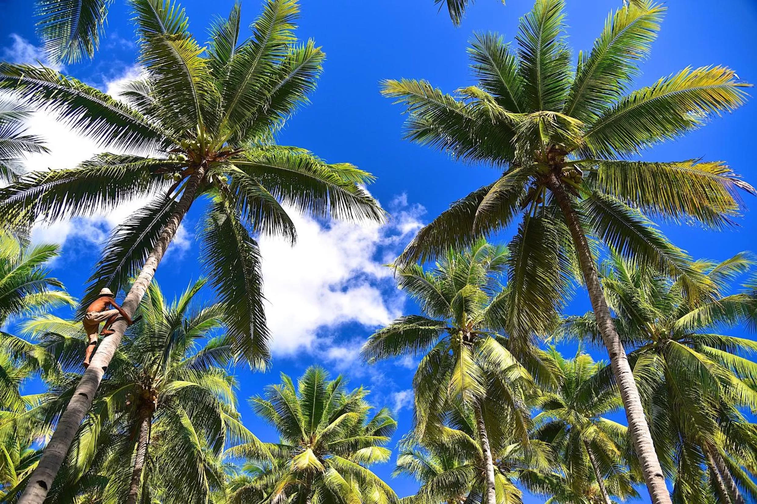 Garden in Coconut Garden Beach Resort