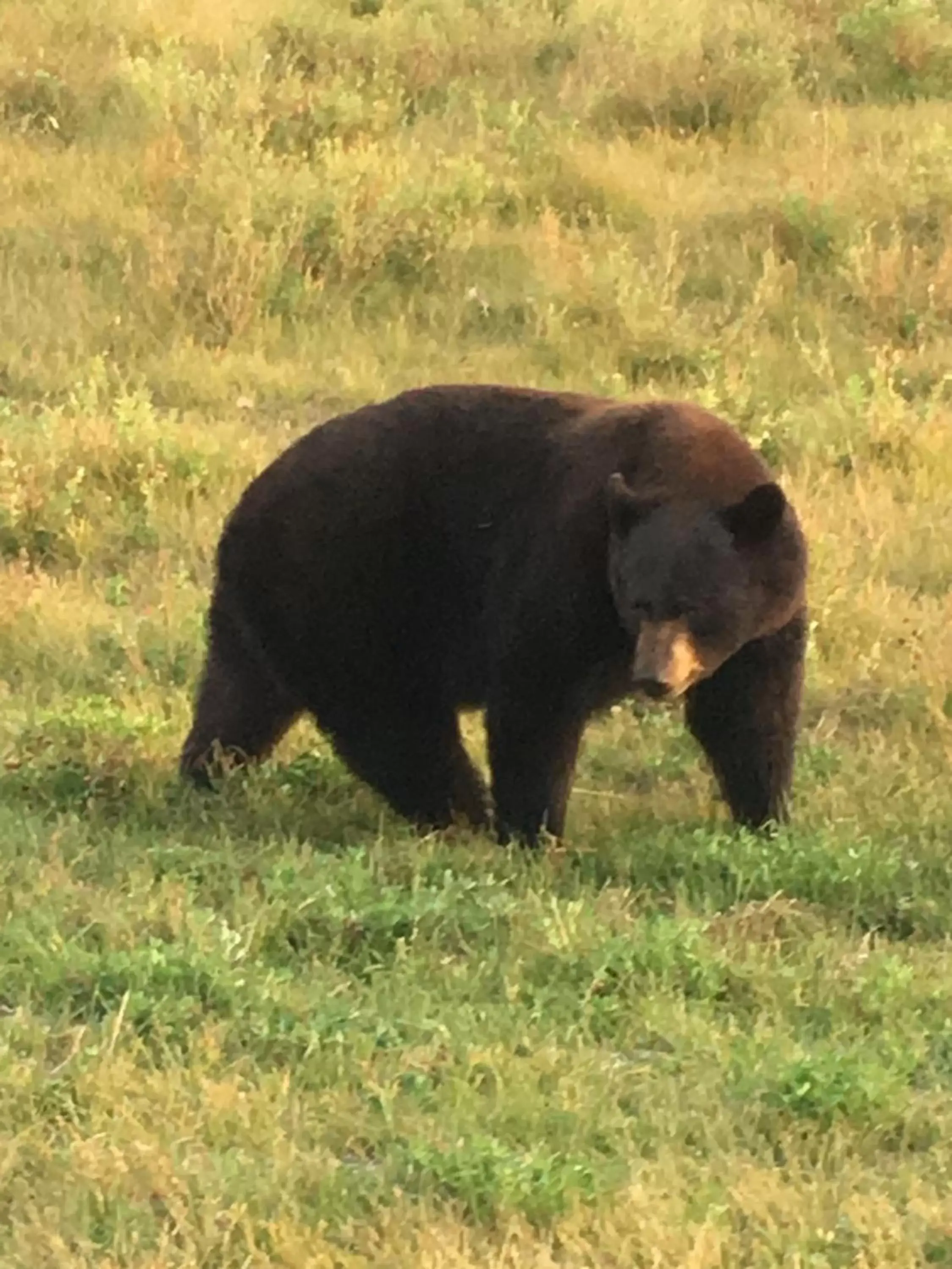 Animals, Other Animals in Tolsona Lake Lodge