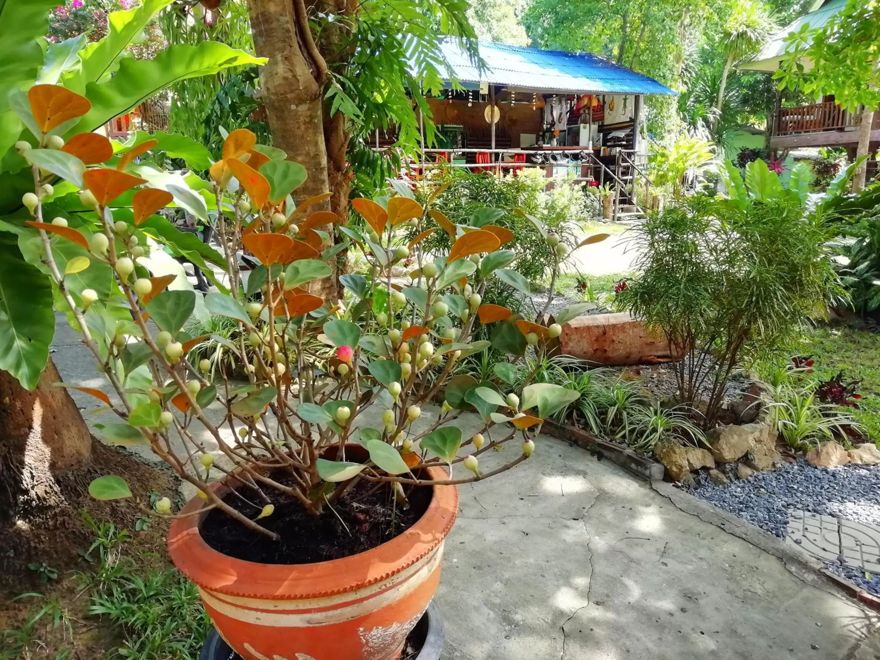 Garden in Macura Resort