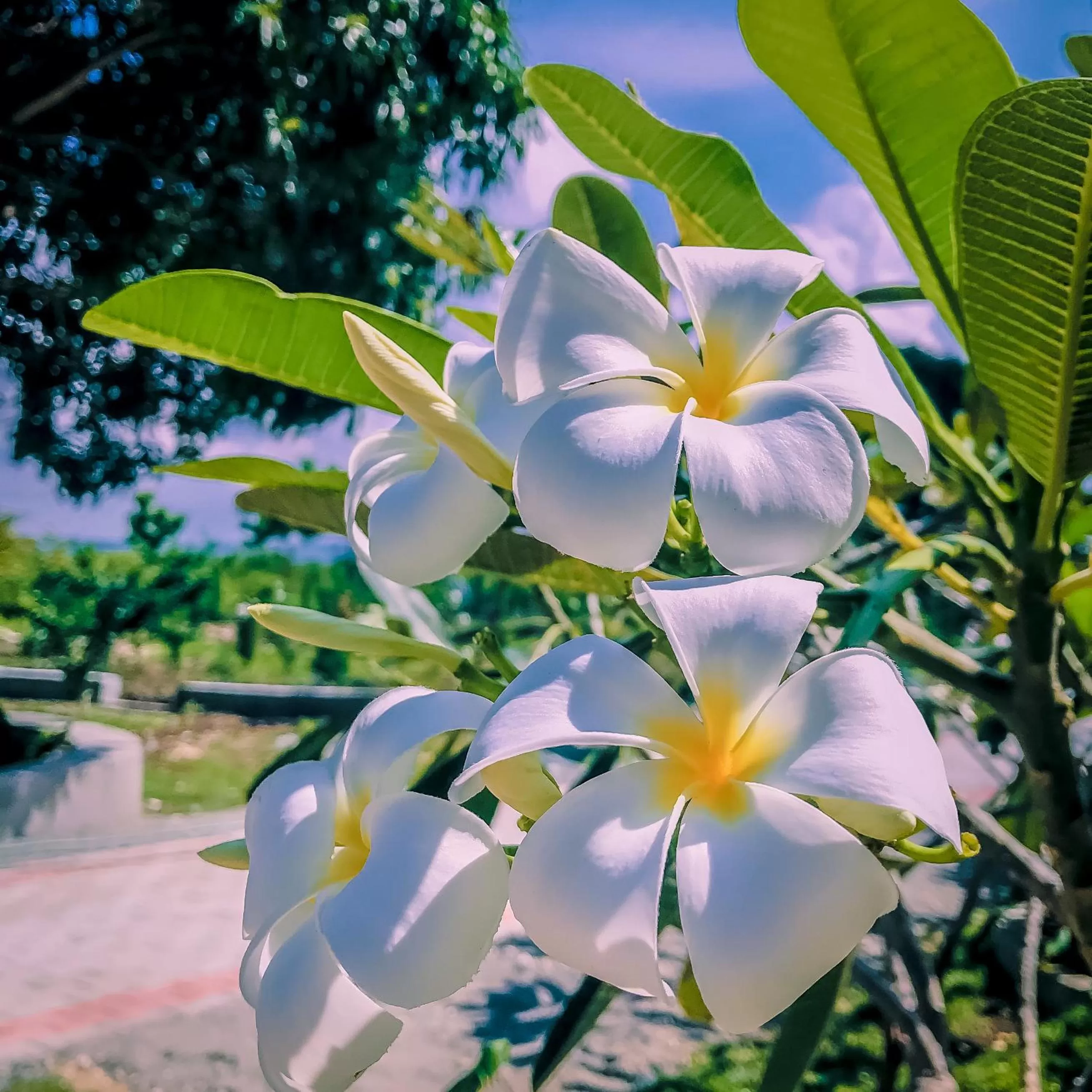 La Plumerias