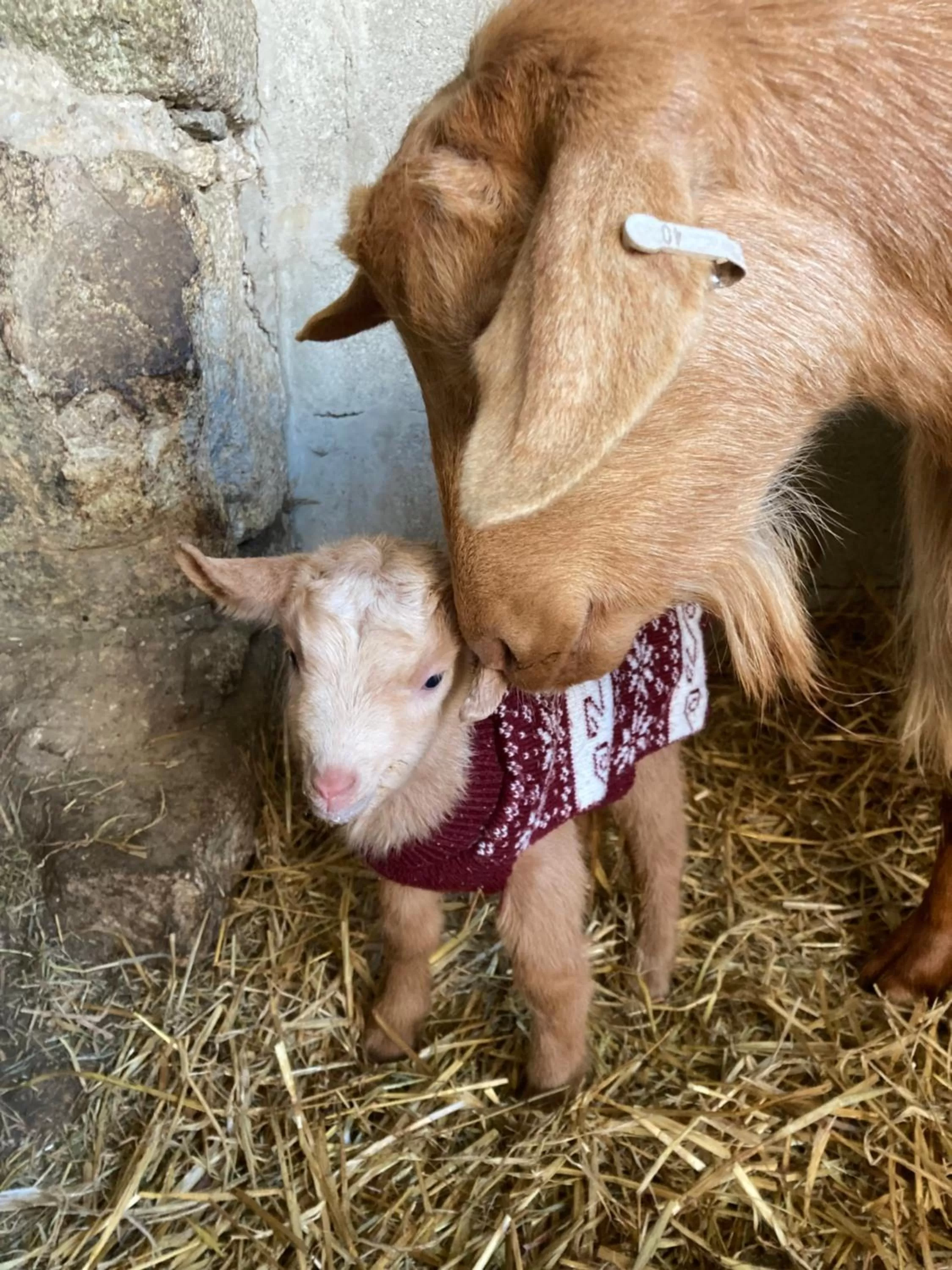 Animals, Pets in Higher Trenear Farm B&B