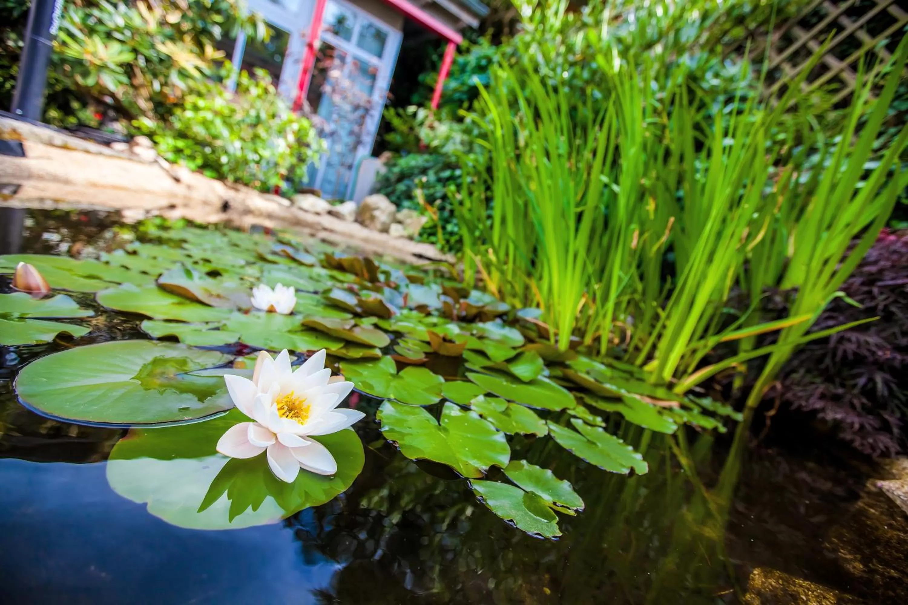 Garden in Boutique-Hotel Villa Anna