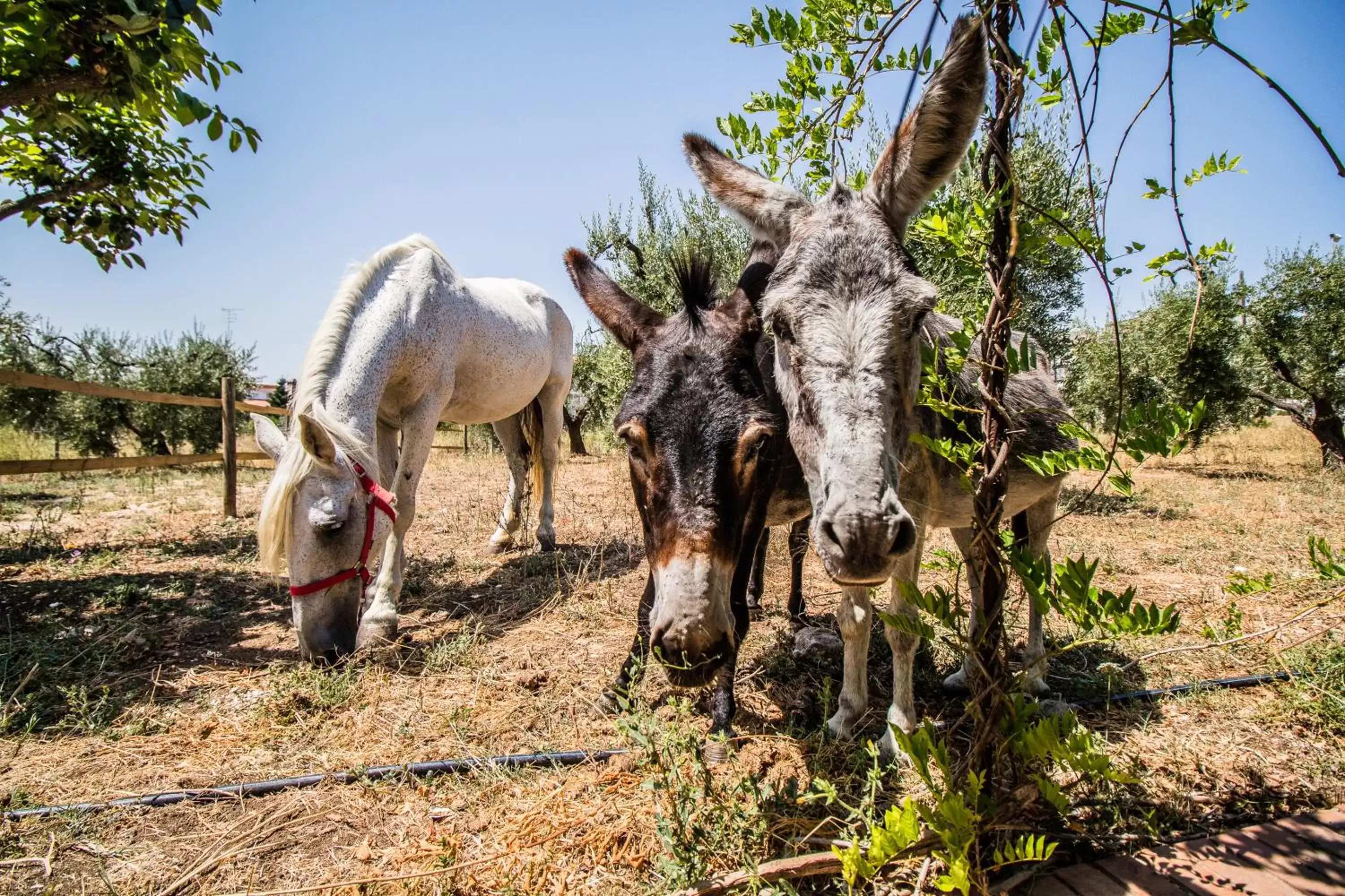 Pets, Other Animals in Il Gallo Con Gli Stivali