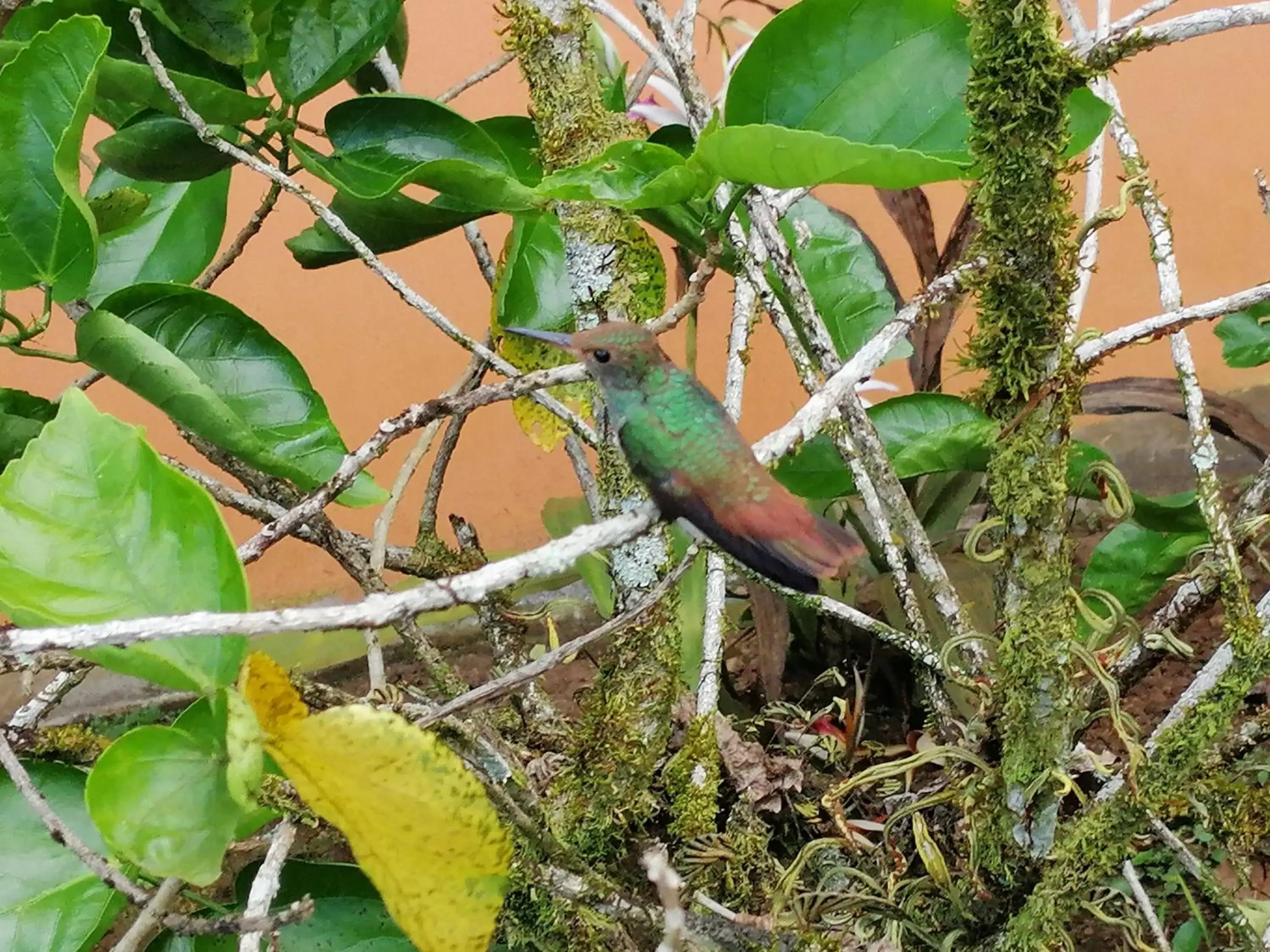 Other Animals in Hotel & Hot Springs Sueño Dorado