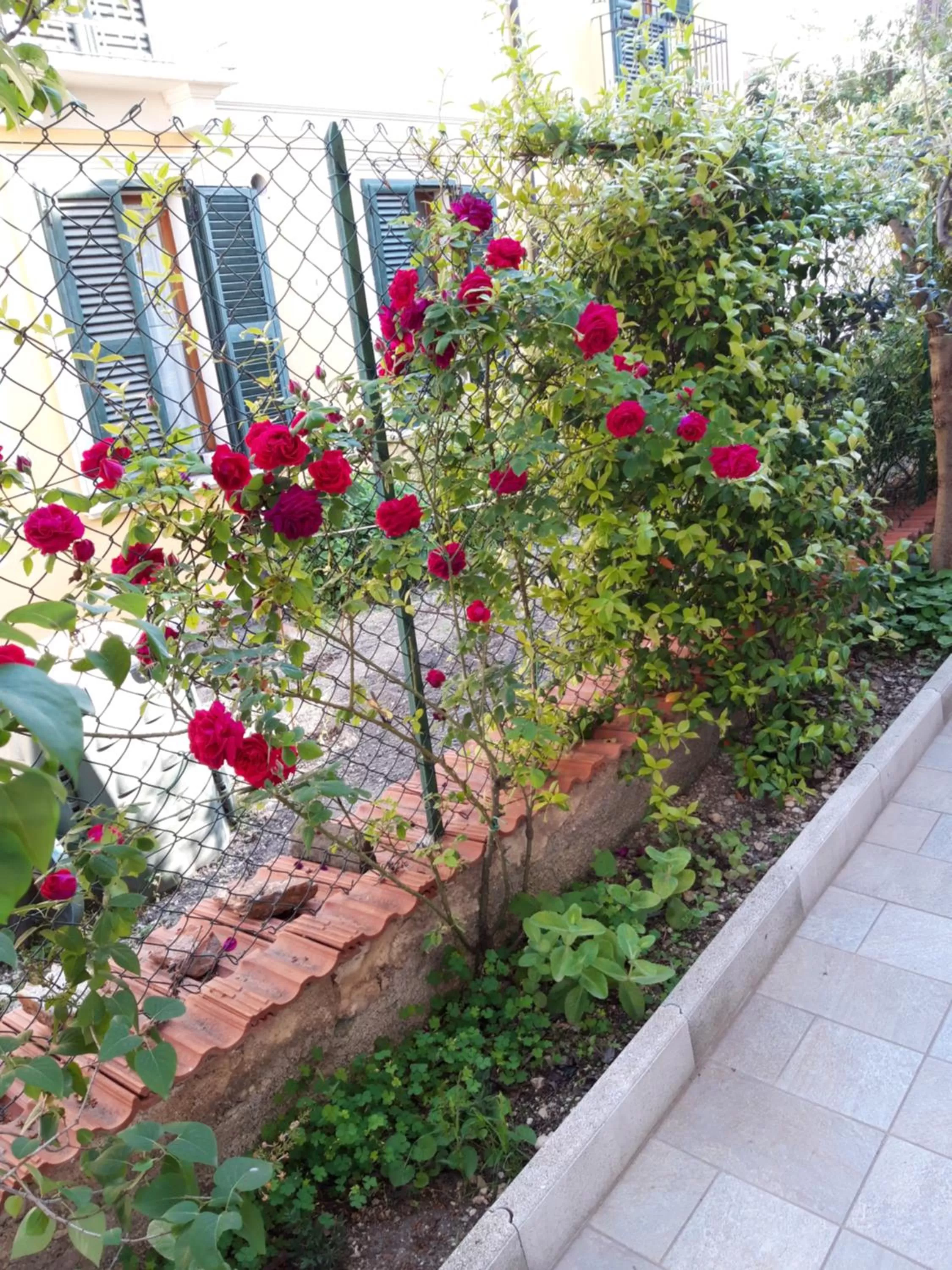 Garden in In Vino Veritas