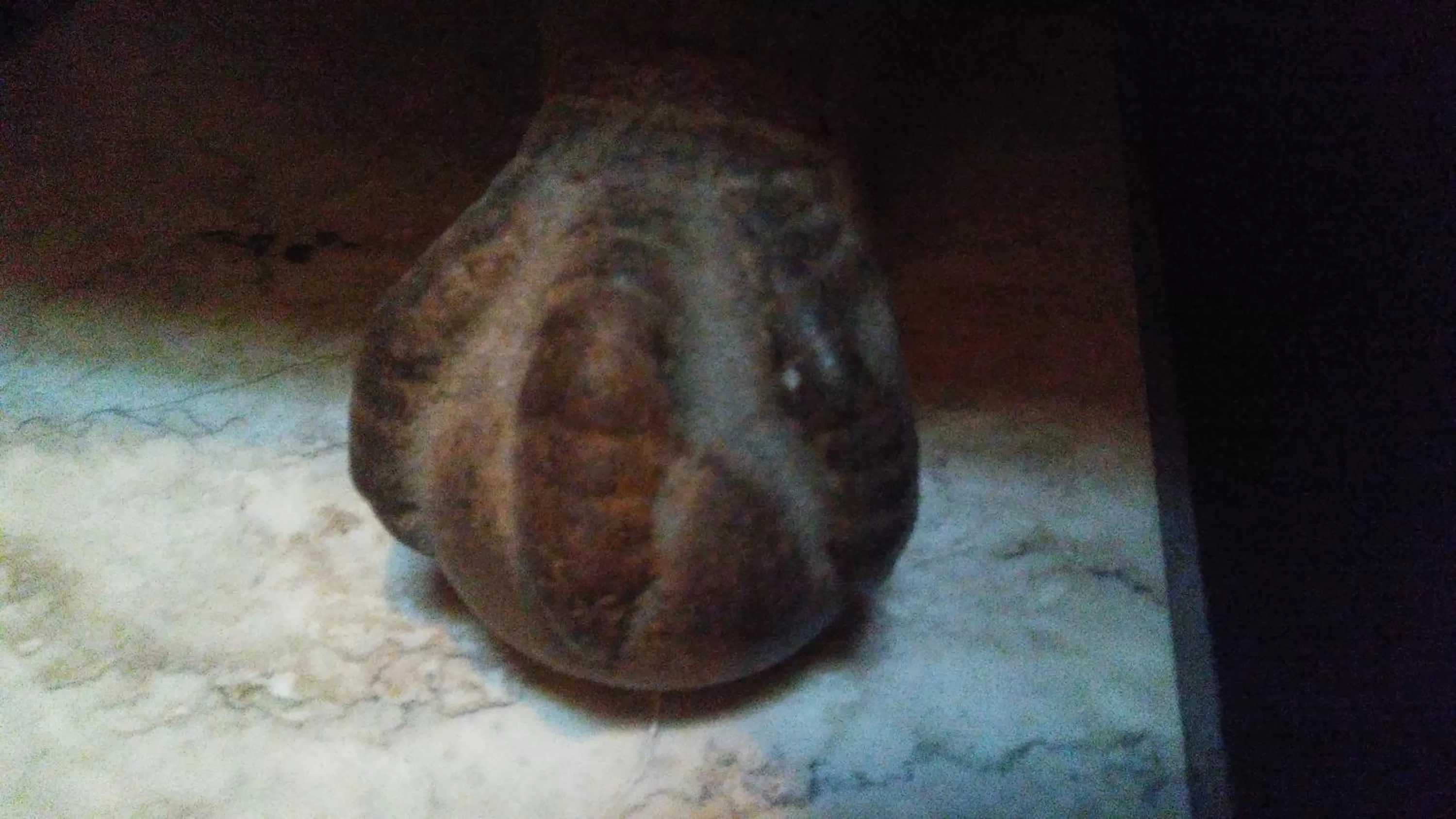 Other Animals in The Harlem Flophouse