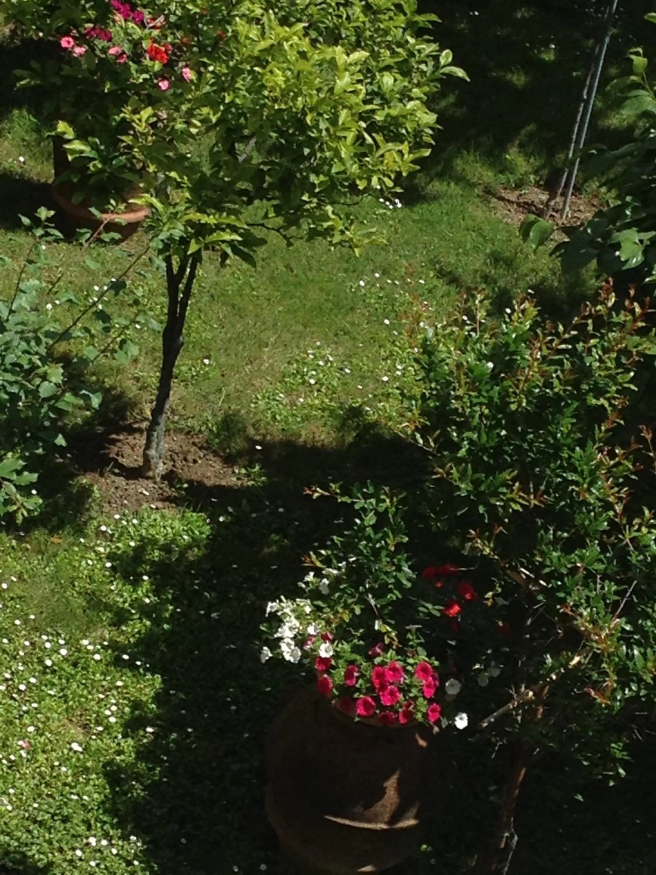 Garden in Hotel Indicatore