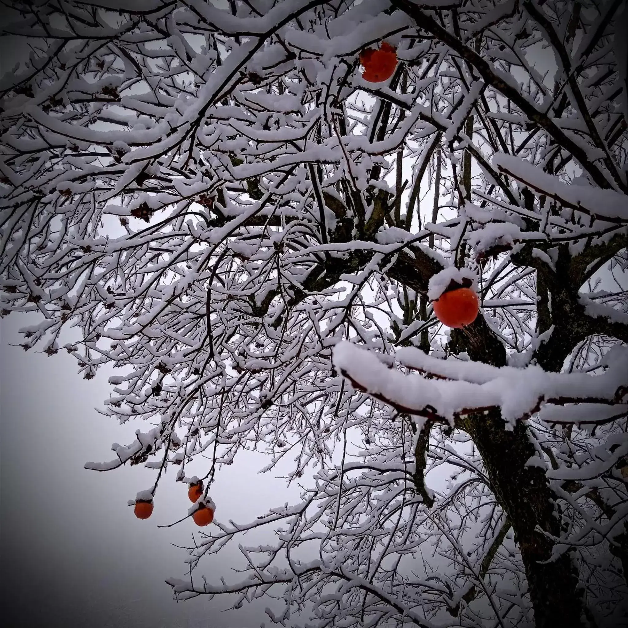 Winter in Monastero Le Grazie