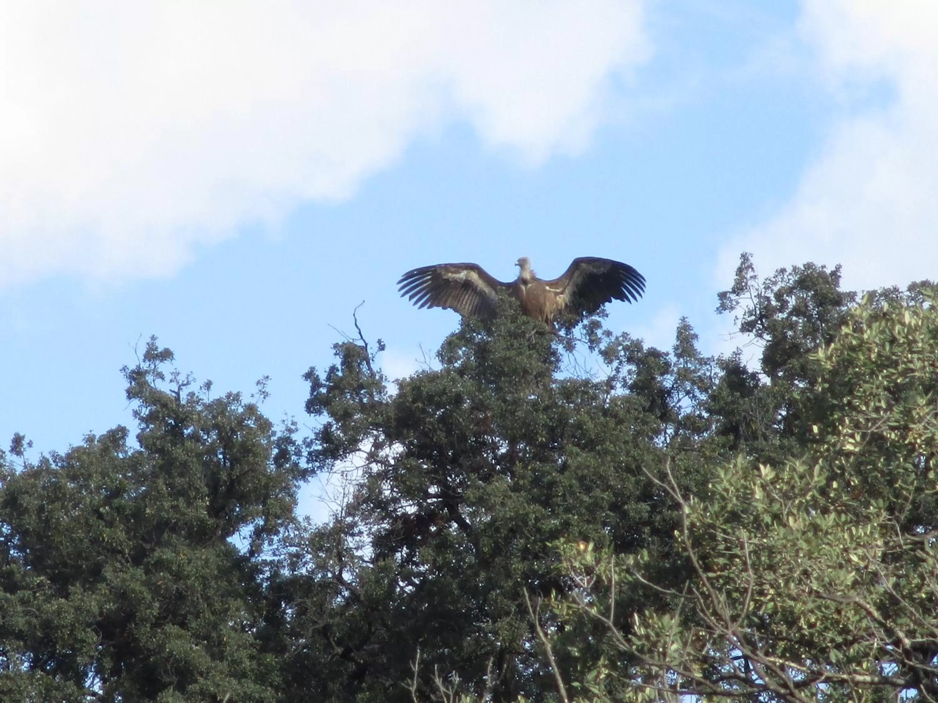 Garden, Other Animals in Casa Laibon