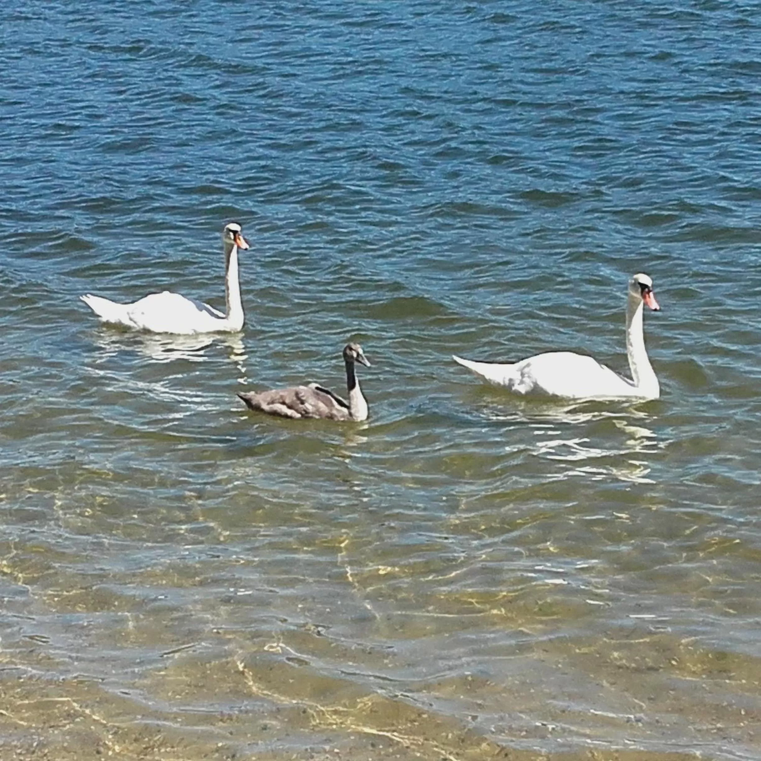 Restaurant/places to eat in Zajazd Eljan-Centrum Noclegowe