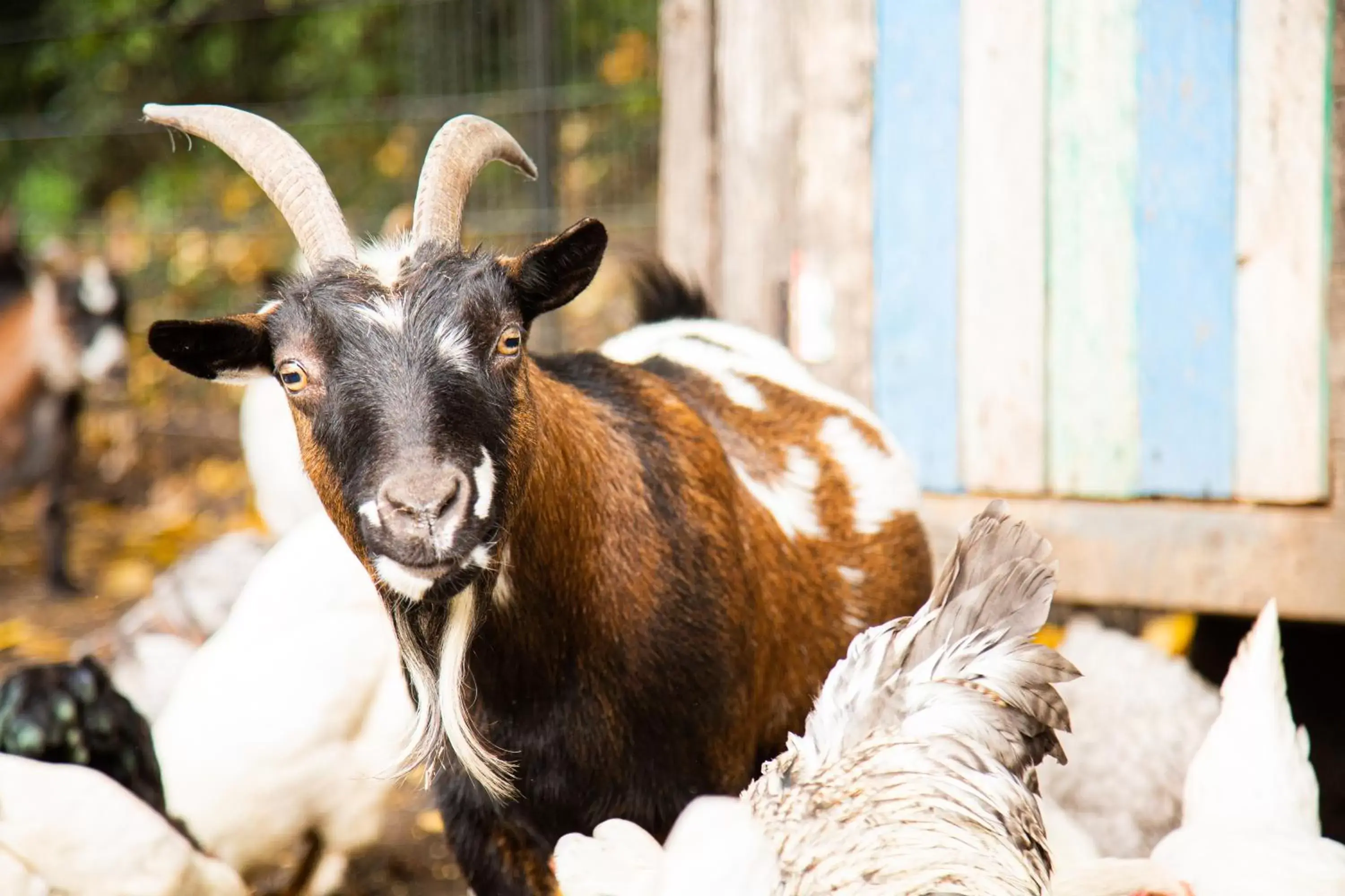 Pets in Herberg de Appelgaard