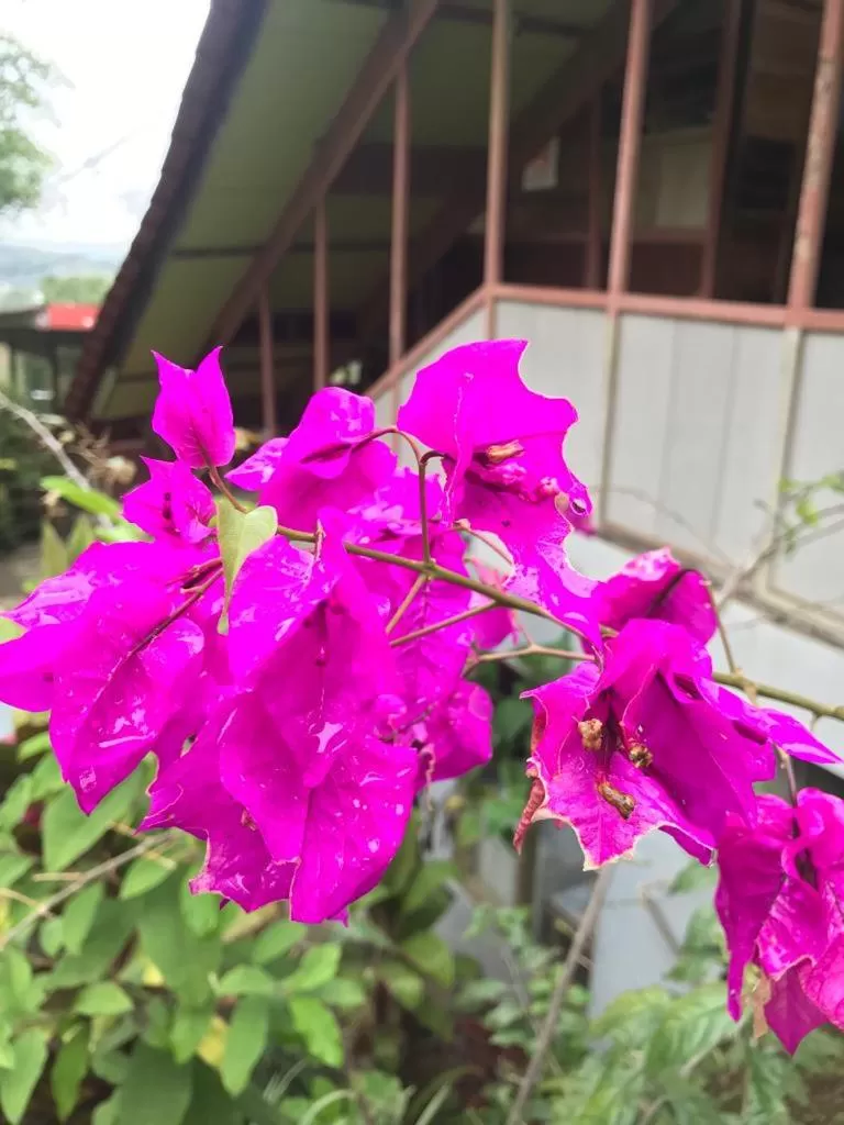 Facade/entrance in Hotel Green Mountain turrialba