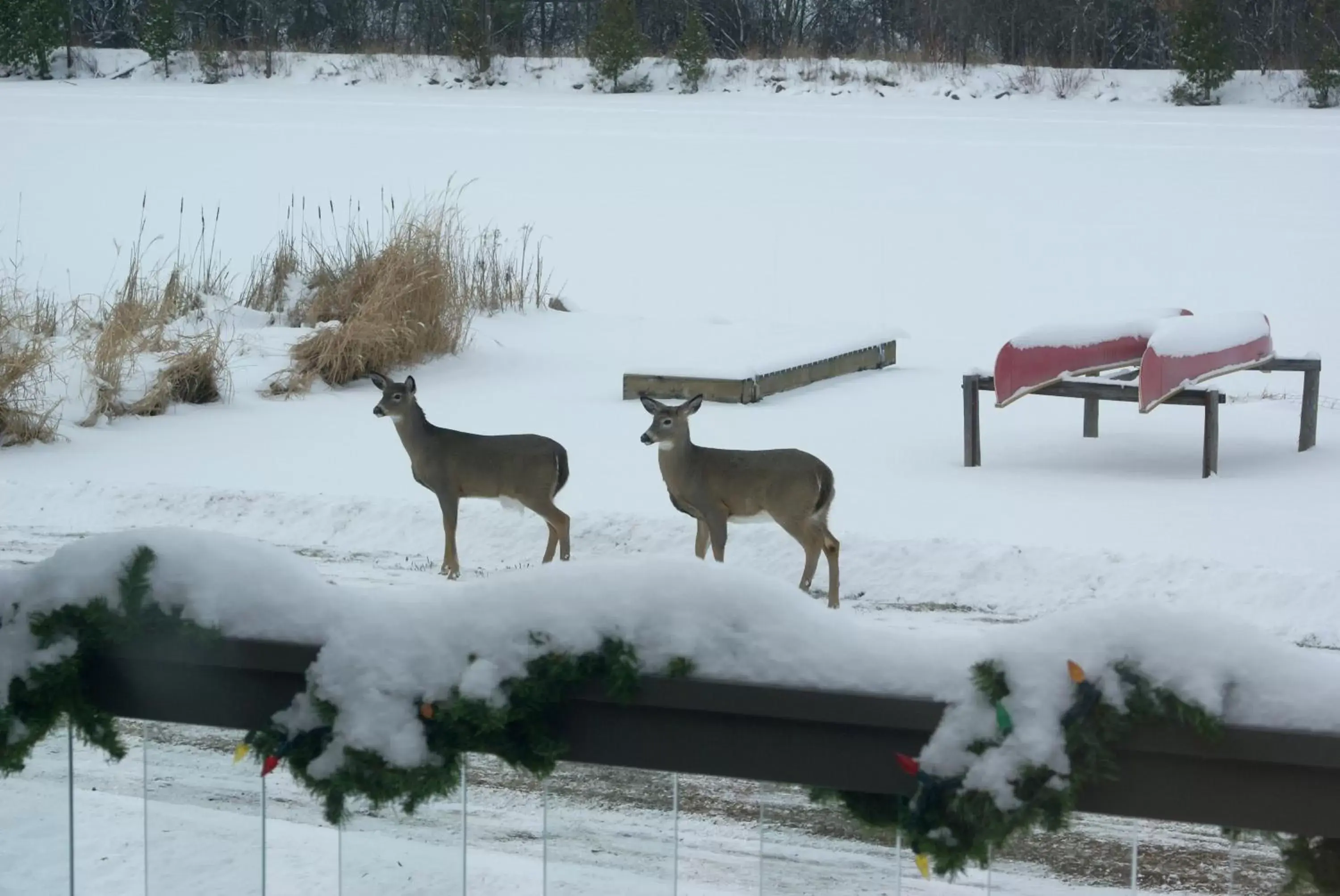 Animals, Winter in Liftlock Guest House