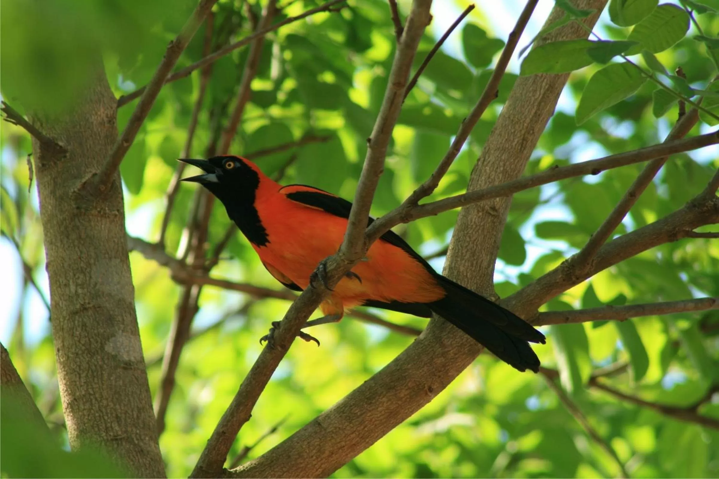 Animals in Hotel Cabanas