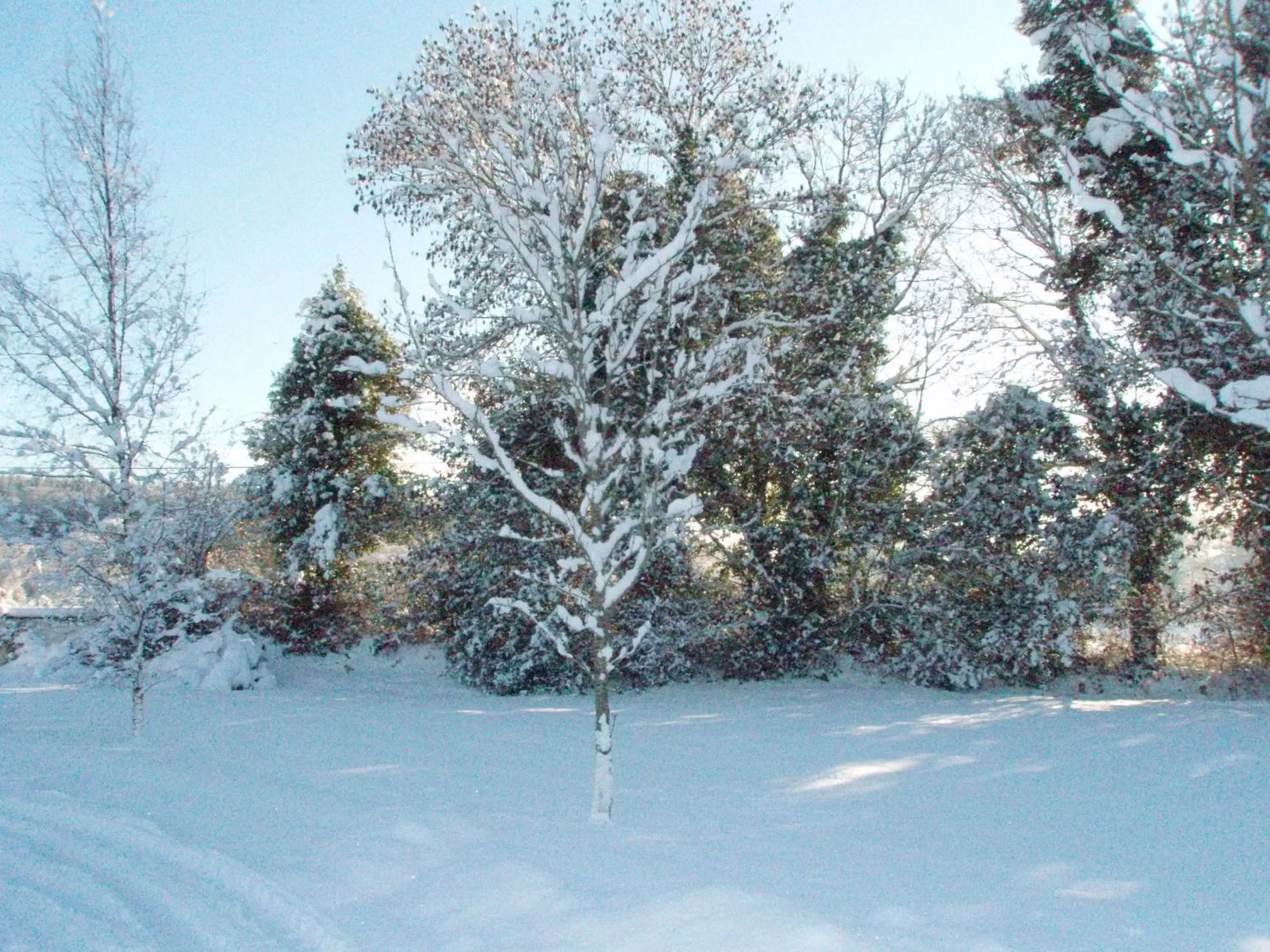 Day, Winter in Birchdale House B&B