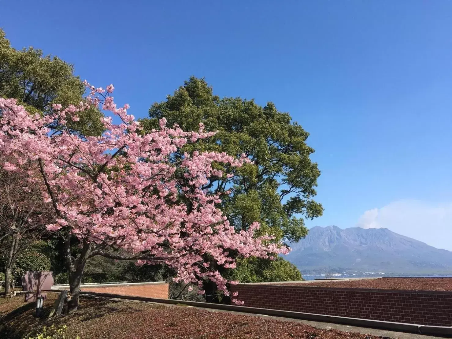 Spring in SHIROYAMA HOTEL kagoshima