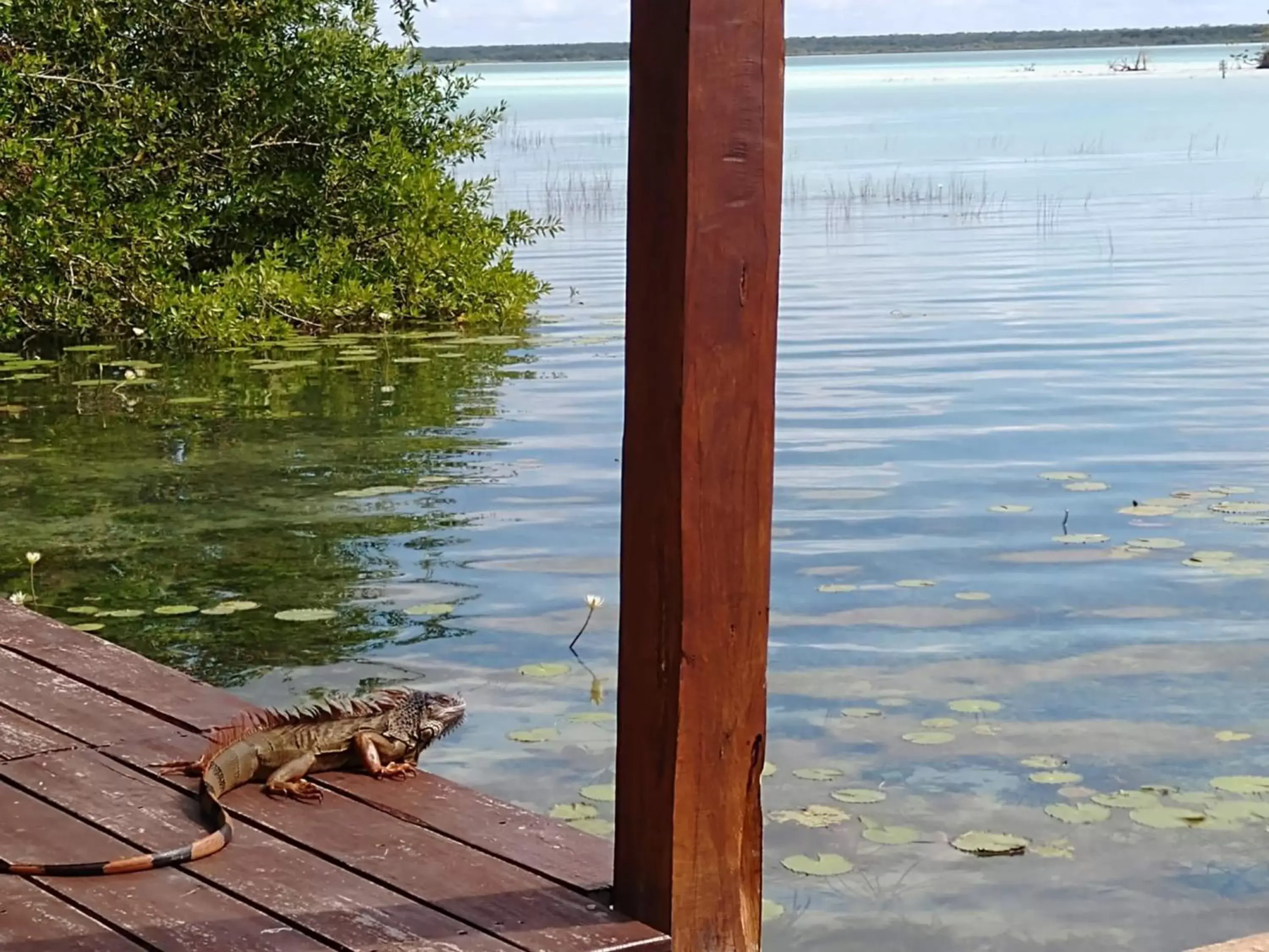Off site, Pets in Casa Shiva Bacalar by MIJ