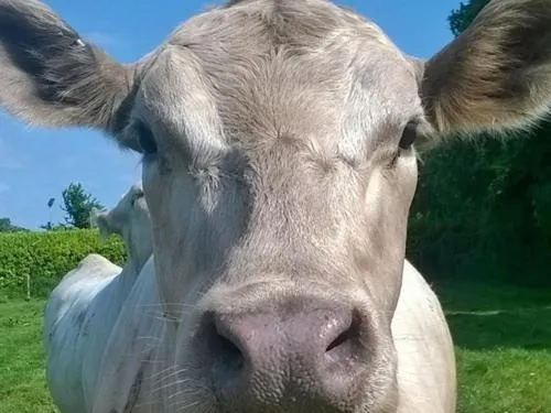 View (from property/room) in Battens Farm Cottages B&B