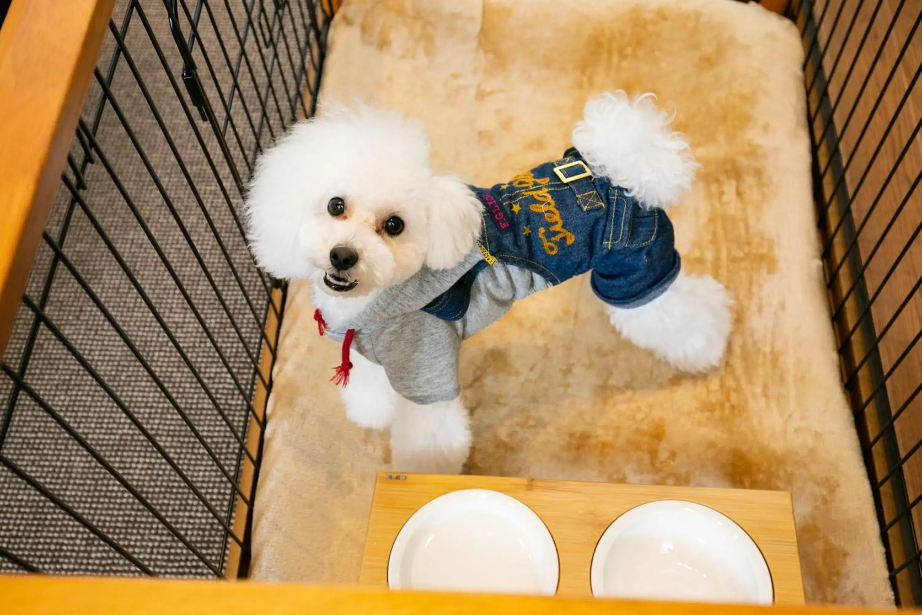 Pets in Hotel Morinokaze Tateyama