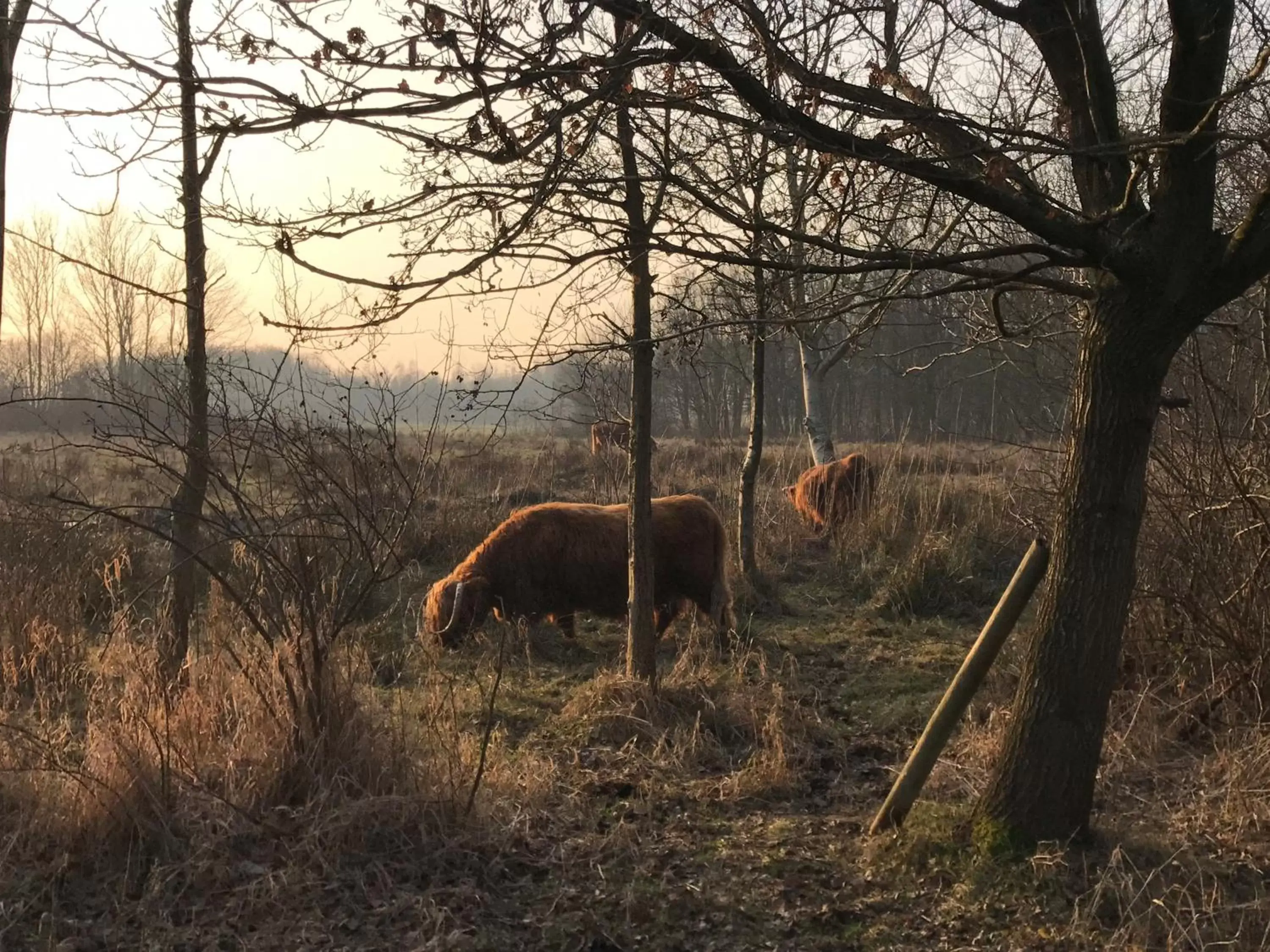 Natural landscape, Other Animals in Carlton Oasis Hotel