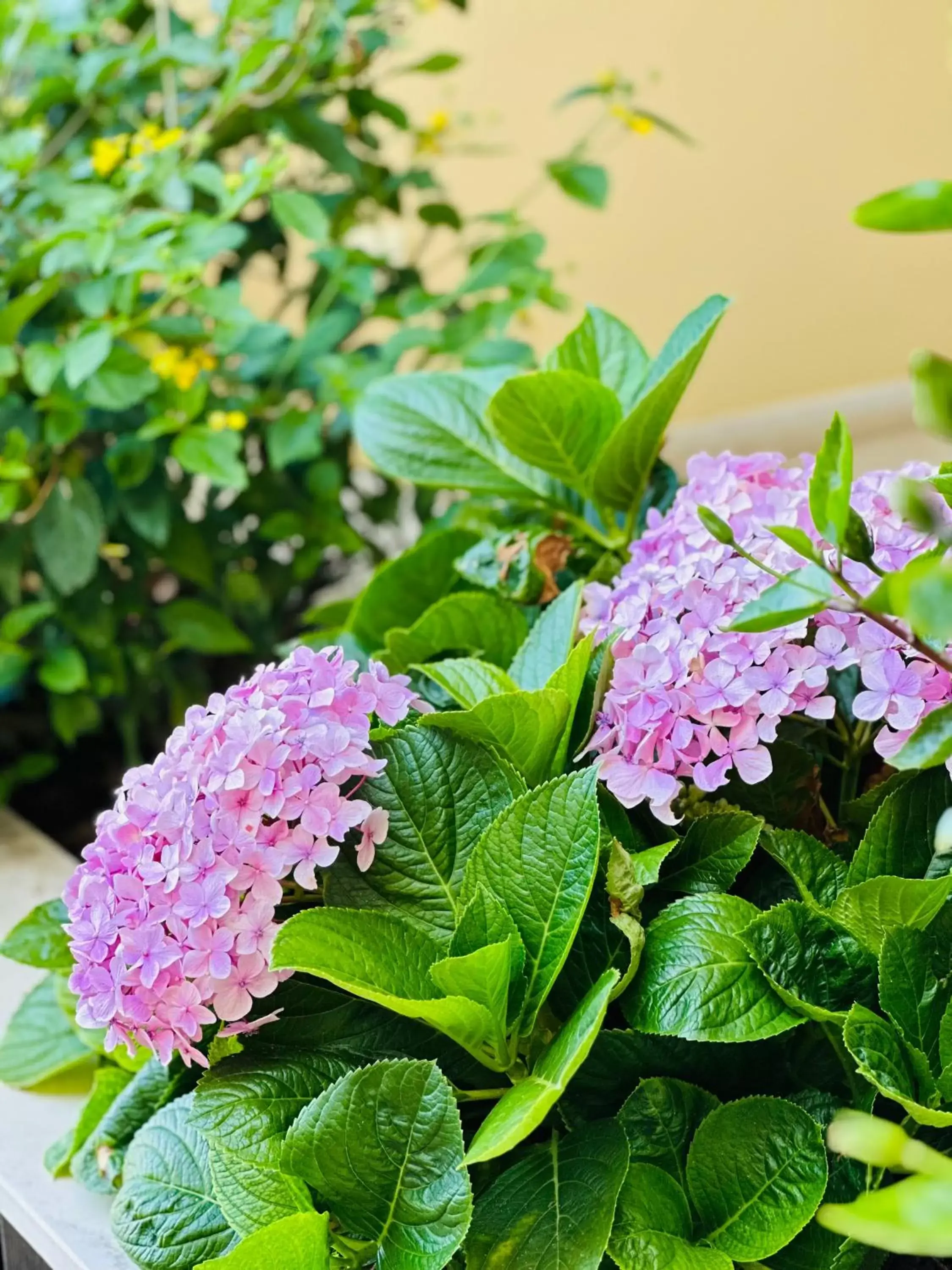 Garden in Vila Luz