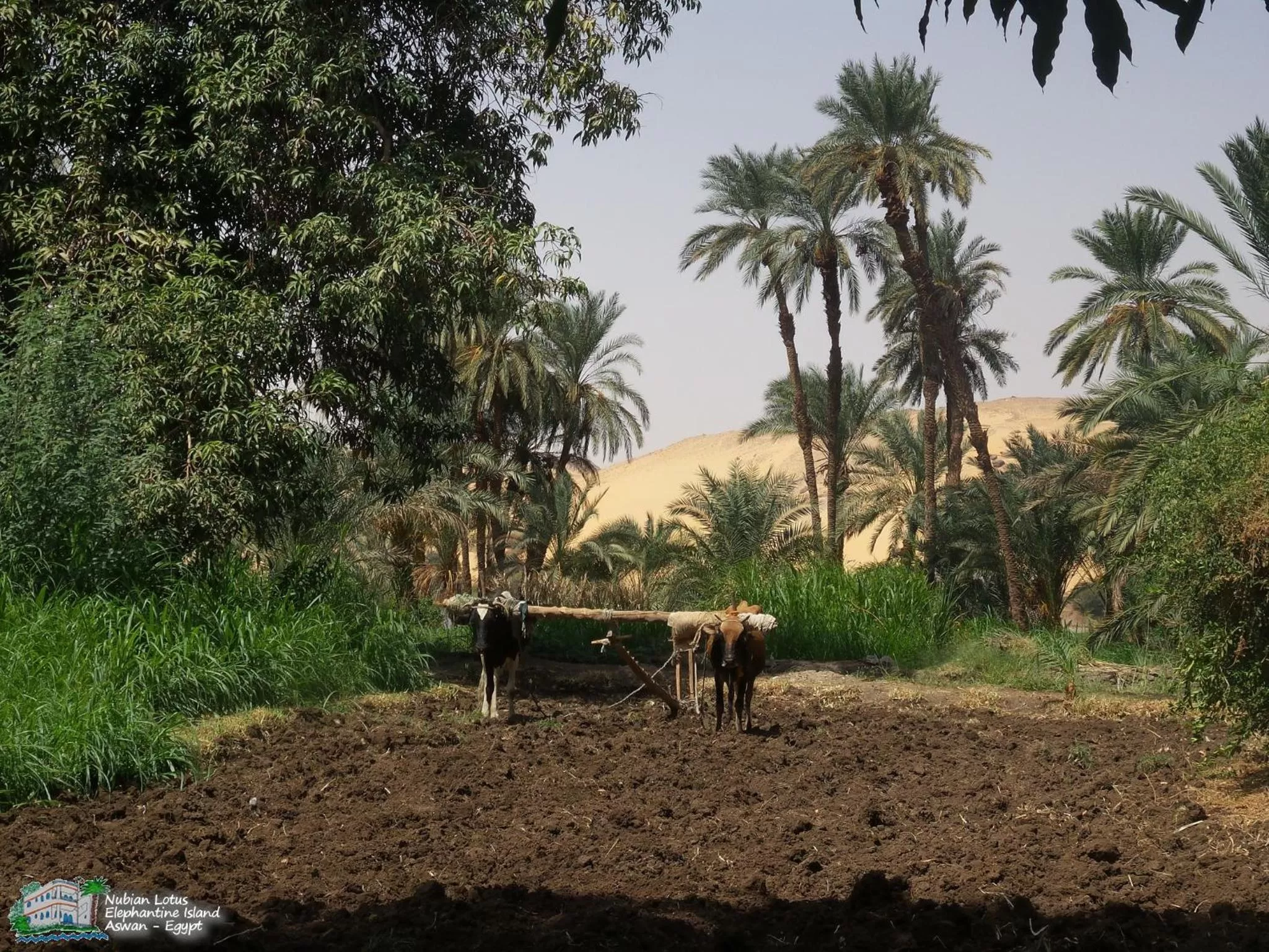 Property building in Nubian Lotus