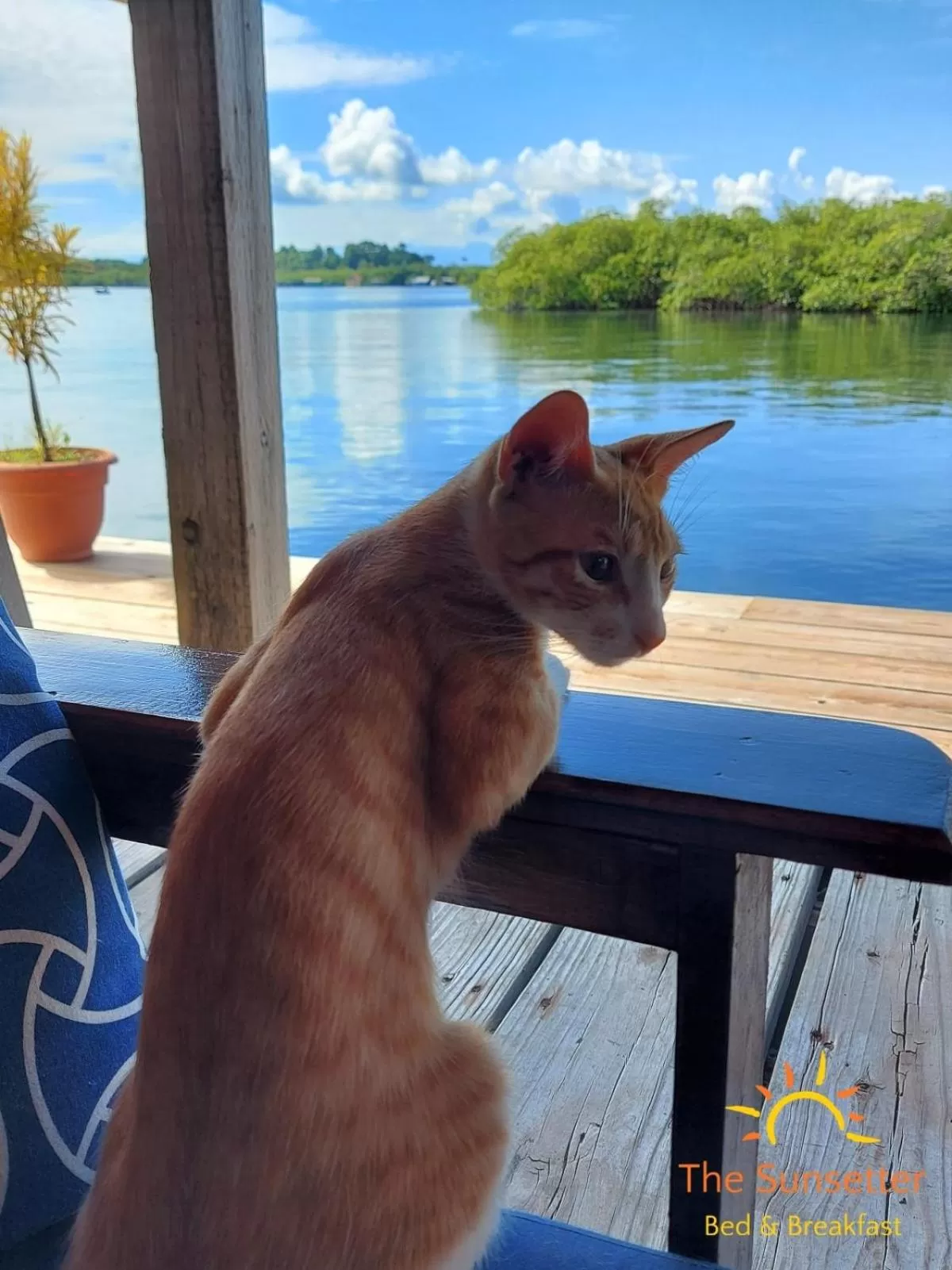 Pets in The Sunsetter Bed & Breakfast