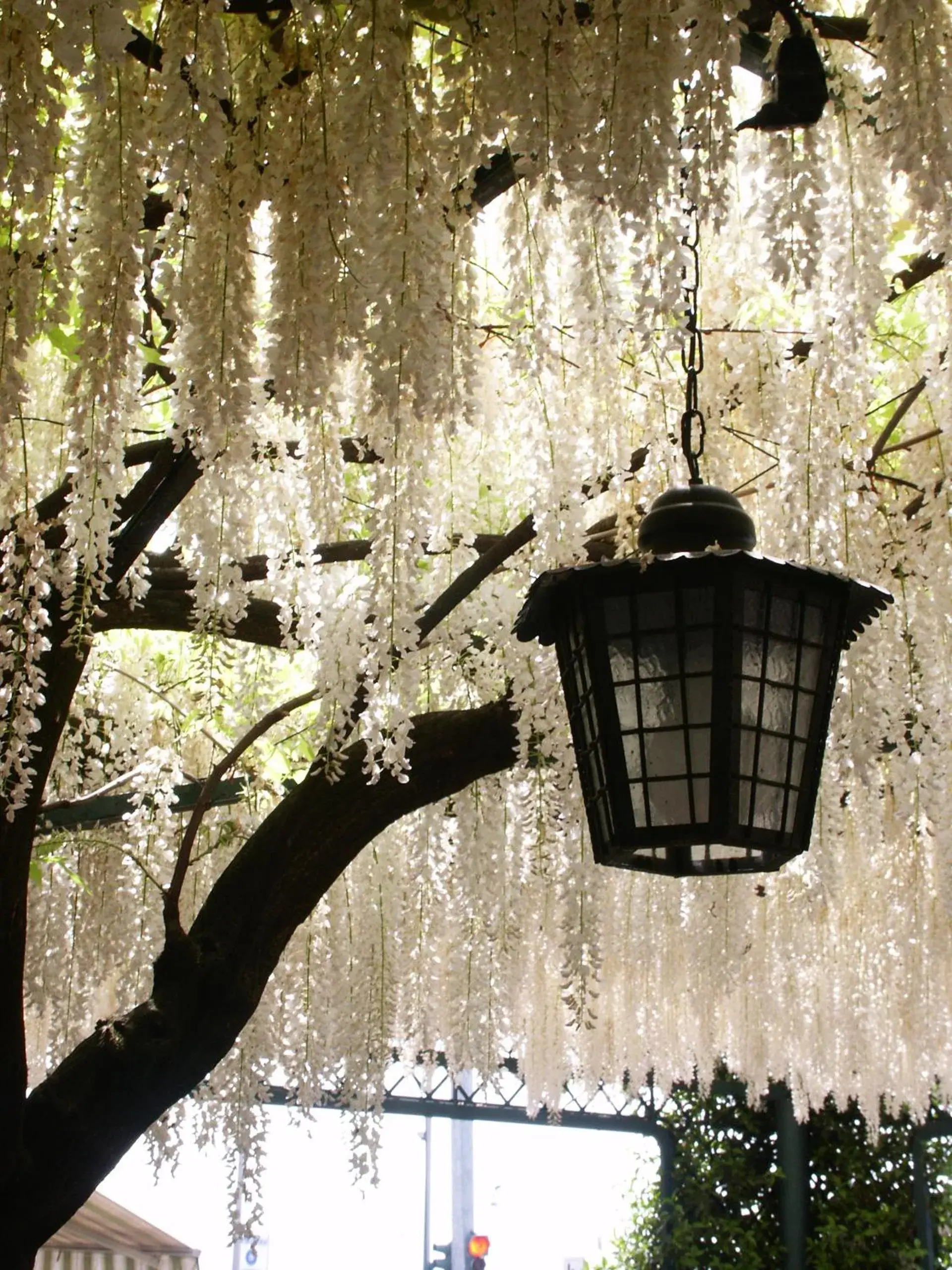 Garden, Winter in Albergo Ristorante Papa