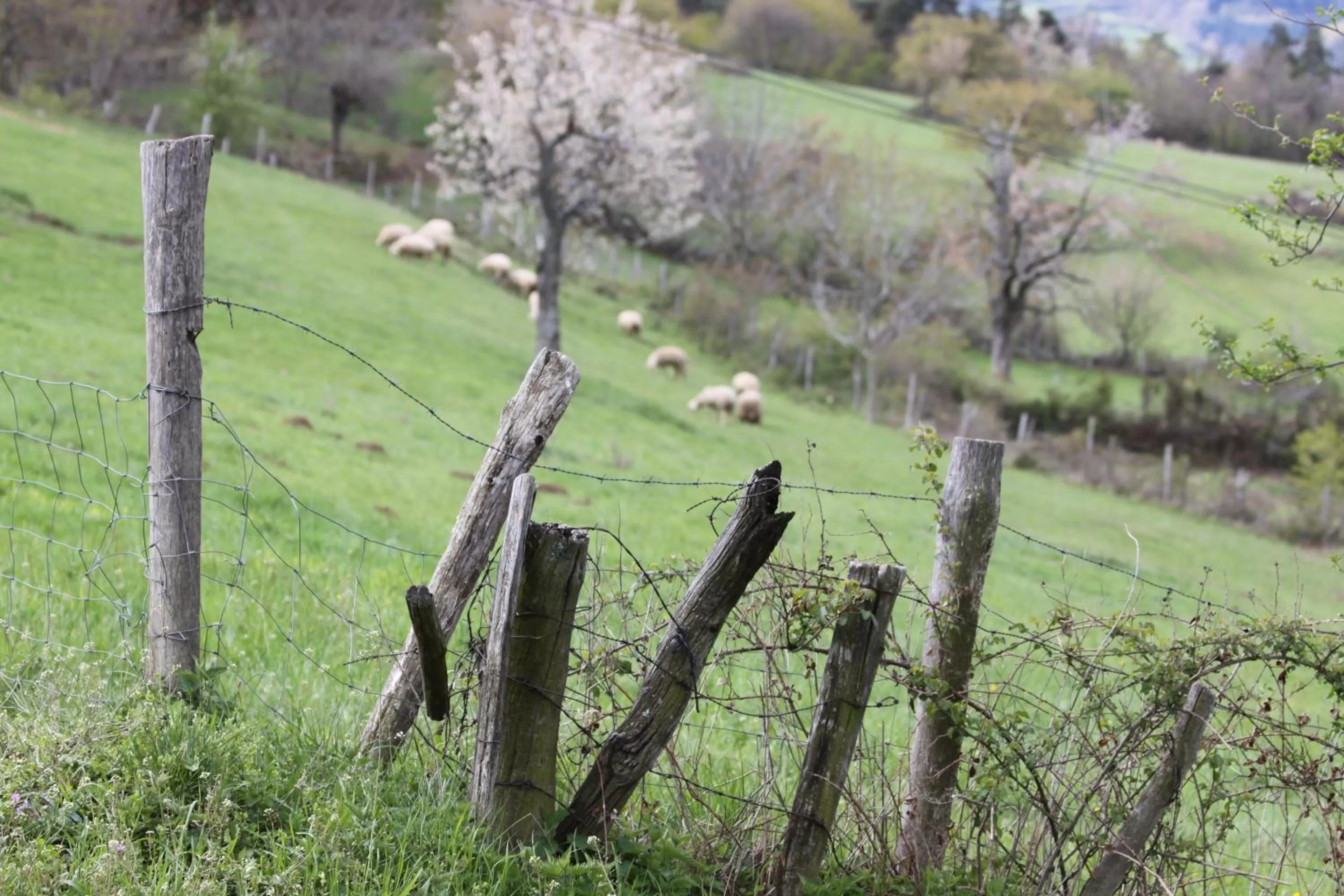 Natural landscape in La Bastide de Fontaille