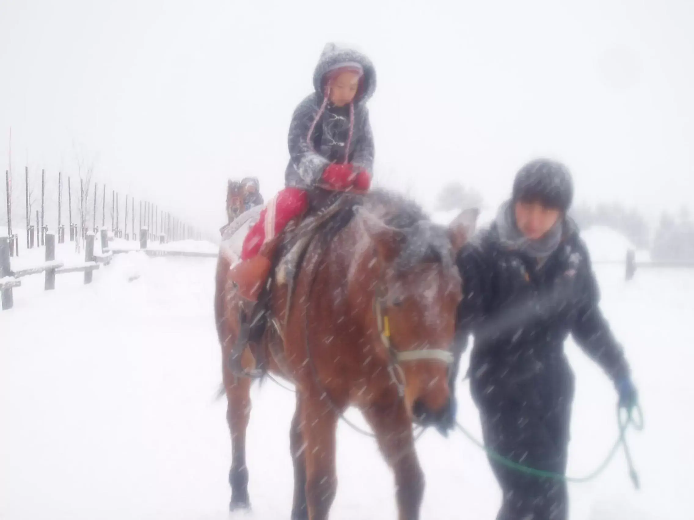 Horse-riding, Horseback Riding in Resort Inn North Country