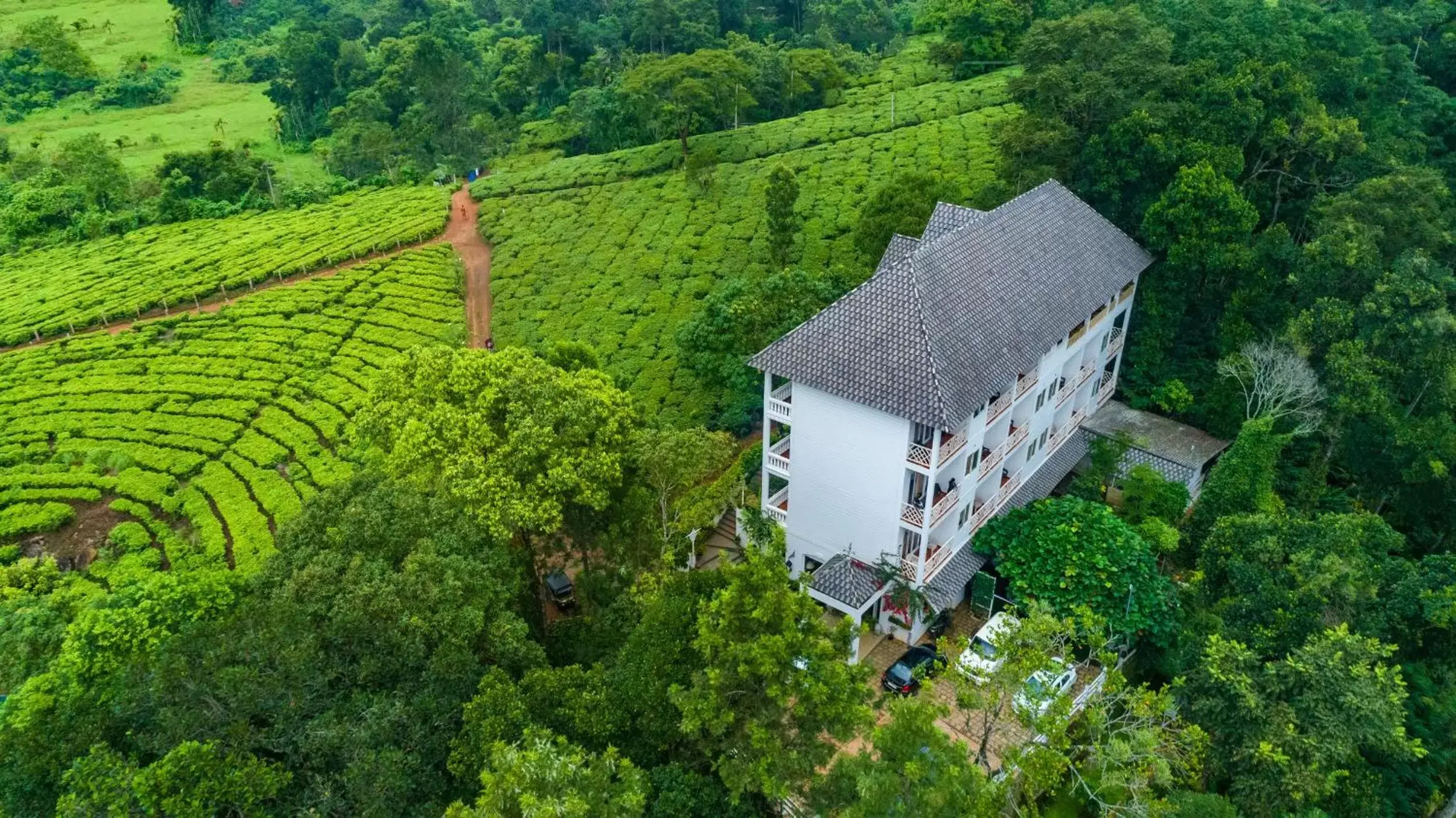 Natural landscape, Bird's-eye View in Tea Harvester