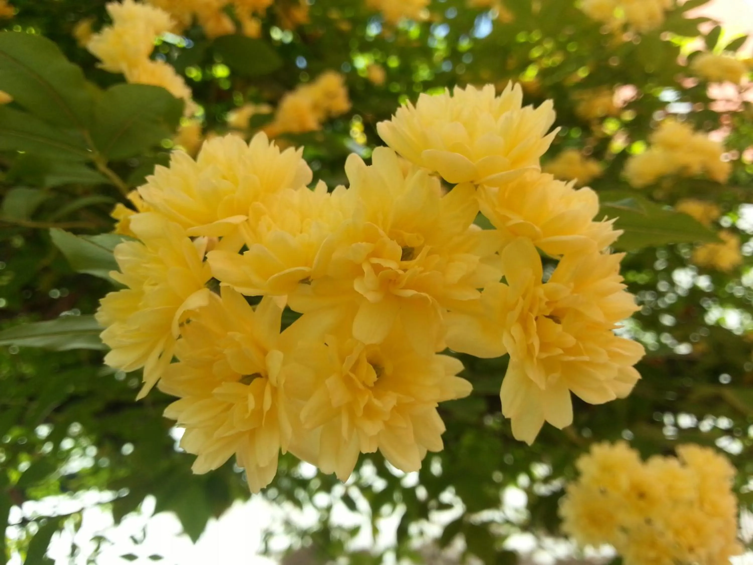 Spring in Il Girasole High Quality Inn