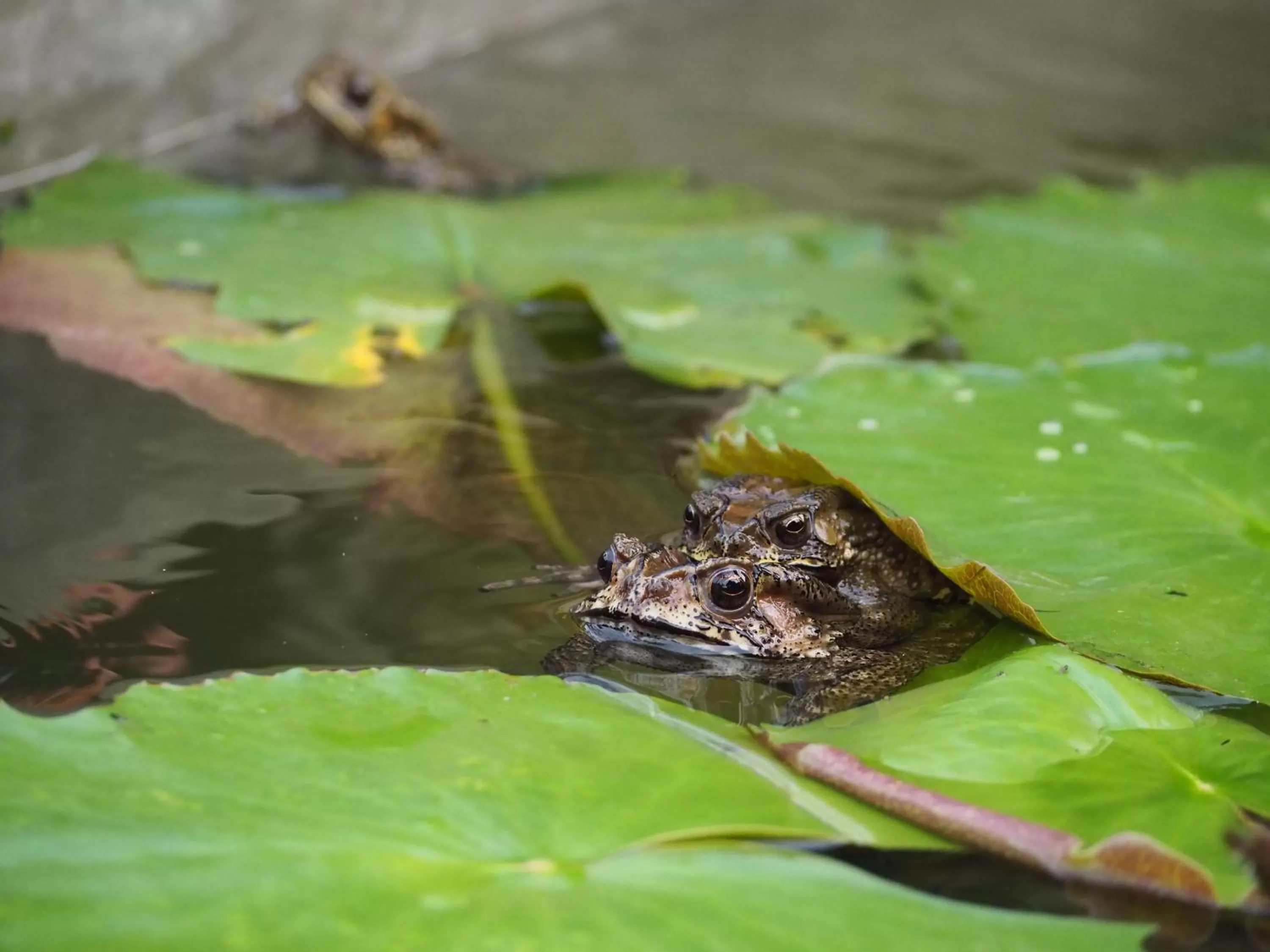 Garden in Amata Lanna Village อมตะล้านนาวิลเลจ