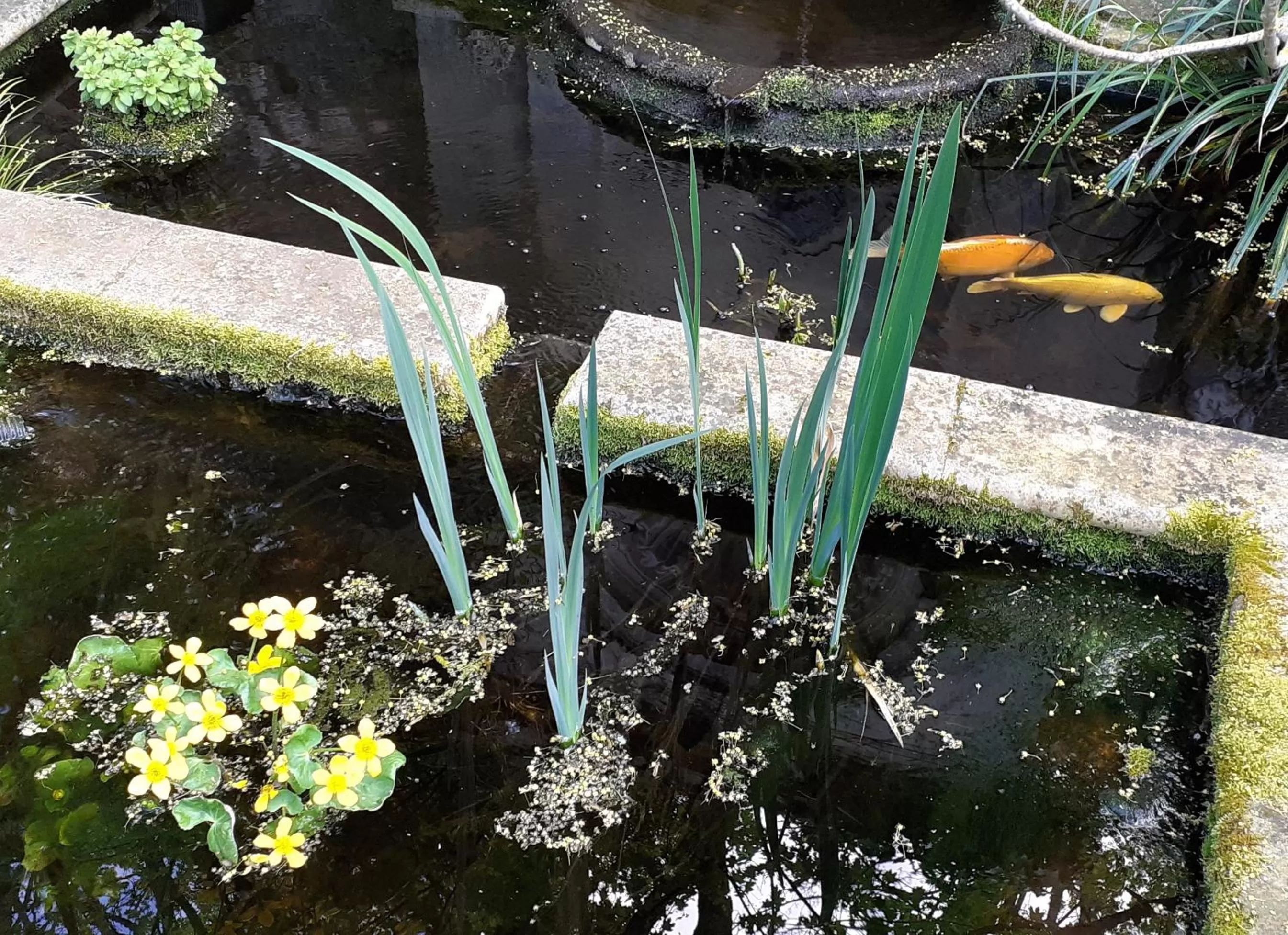 Garden in Chambres et Tables d'hôtes du Puits d'Athie