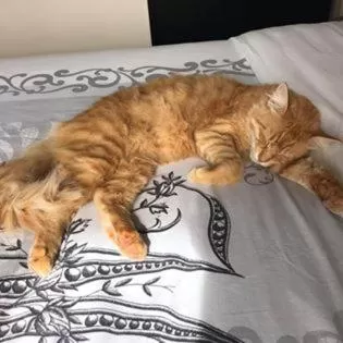 Pets in Saint James House