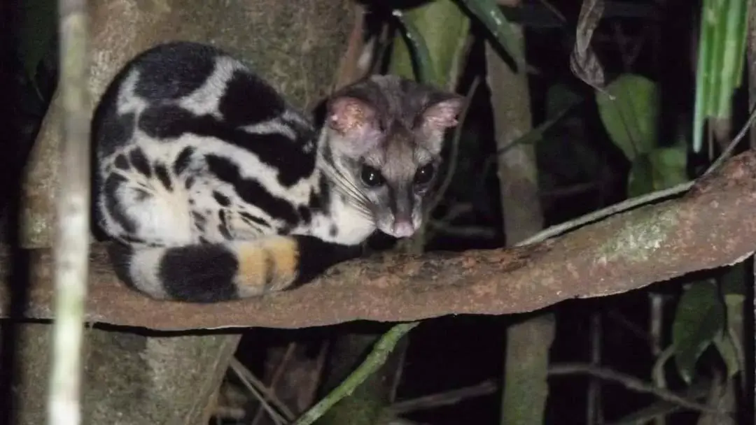 Pets in Khaosok Rainforest Resort