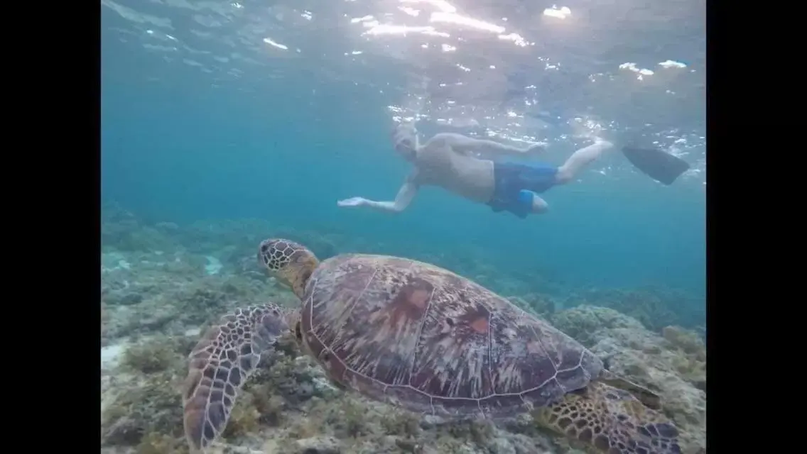 Snorkeling, Other Animals in Moalboal T Breeze Coastal Resort