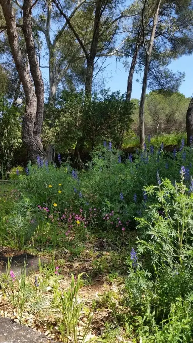 Garden in Villa Morgante B&B