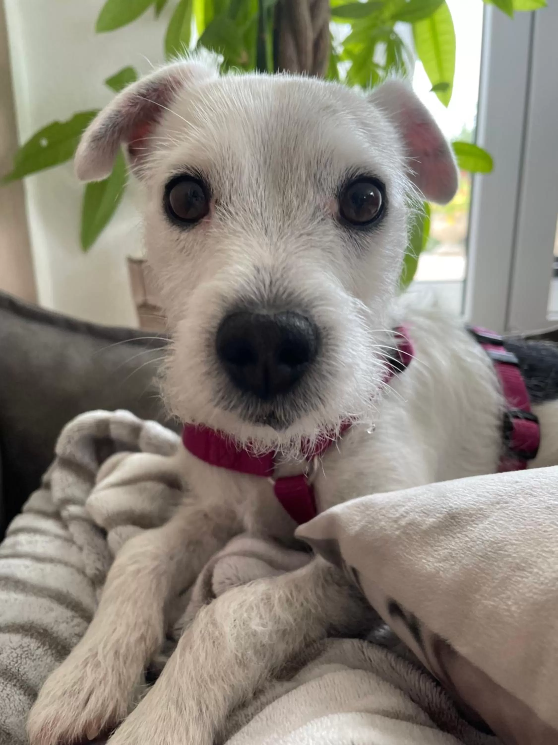 Pets in Boutique Hotel Hardthaus