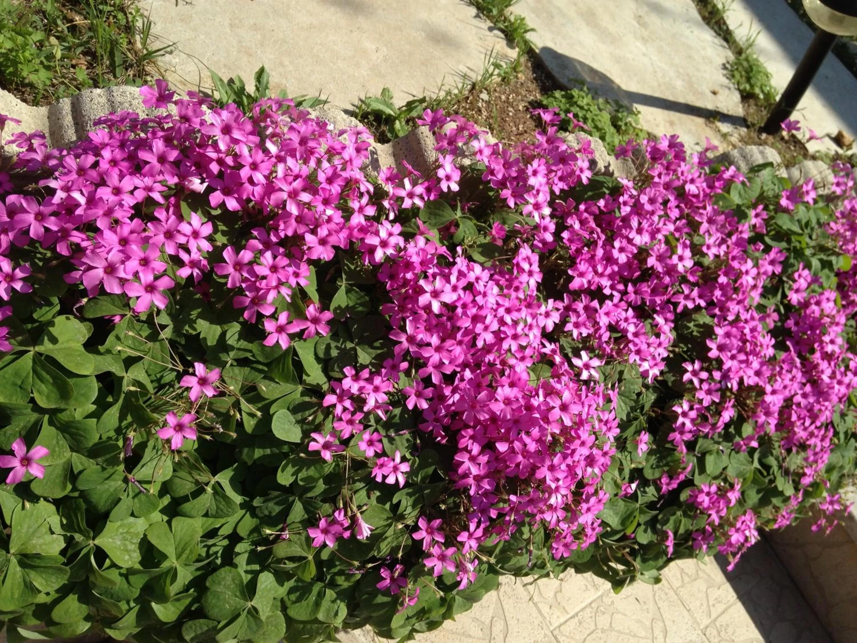 Other in Le Sirene Bed and Breakfast