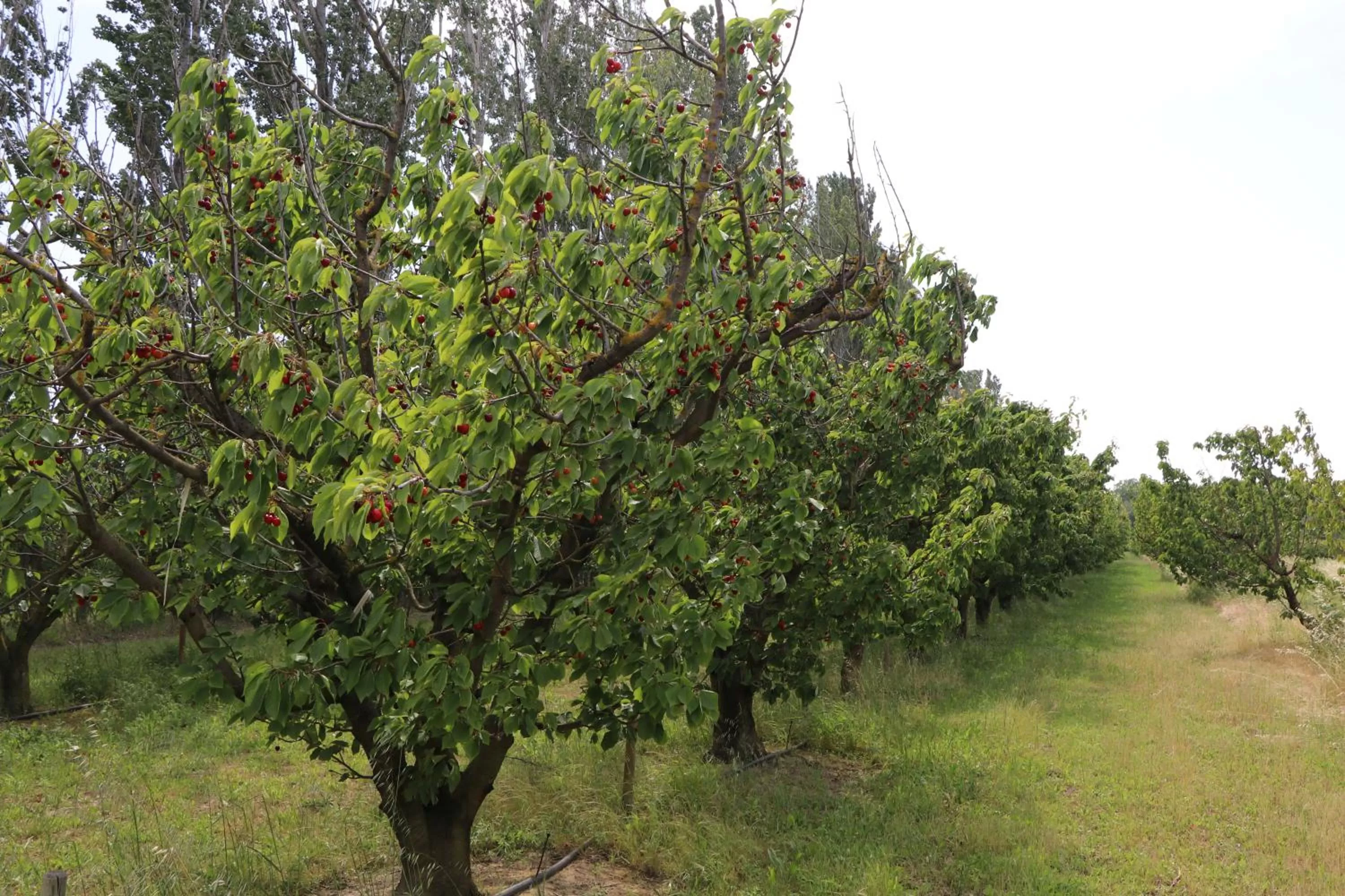 Garden in Le Mas des Cerisiers JACUZZI et SAUNA inclus pour tous les logements