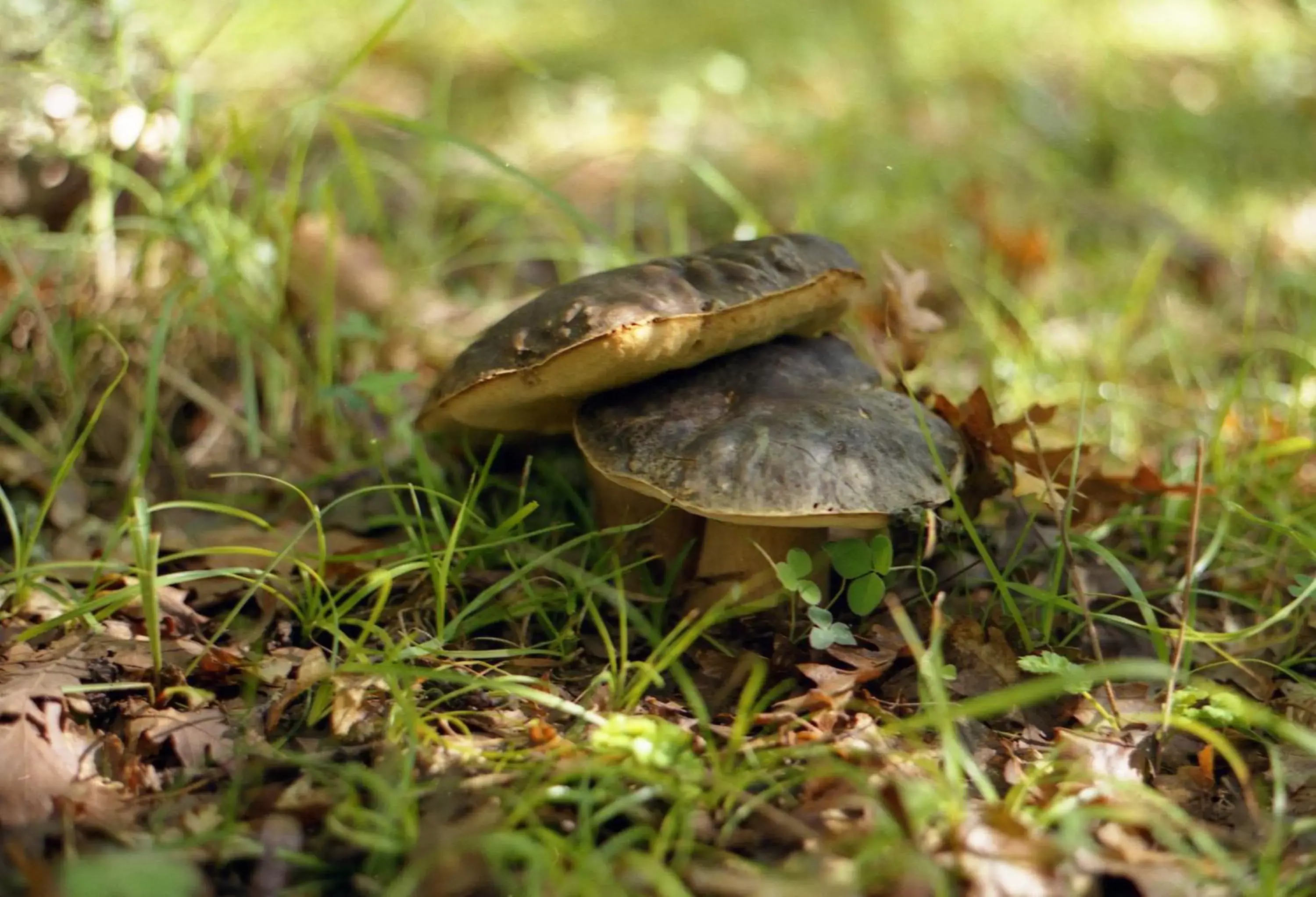 Spring, Other Animals in Villaggio dei Balocchi