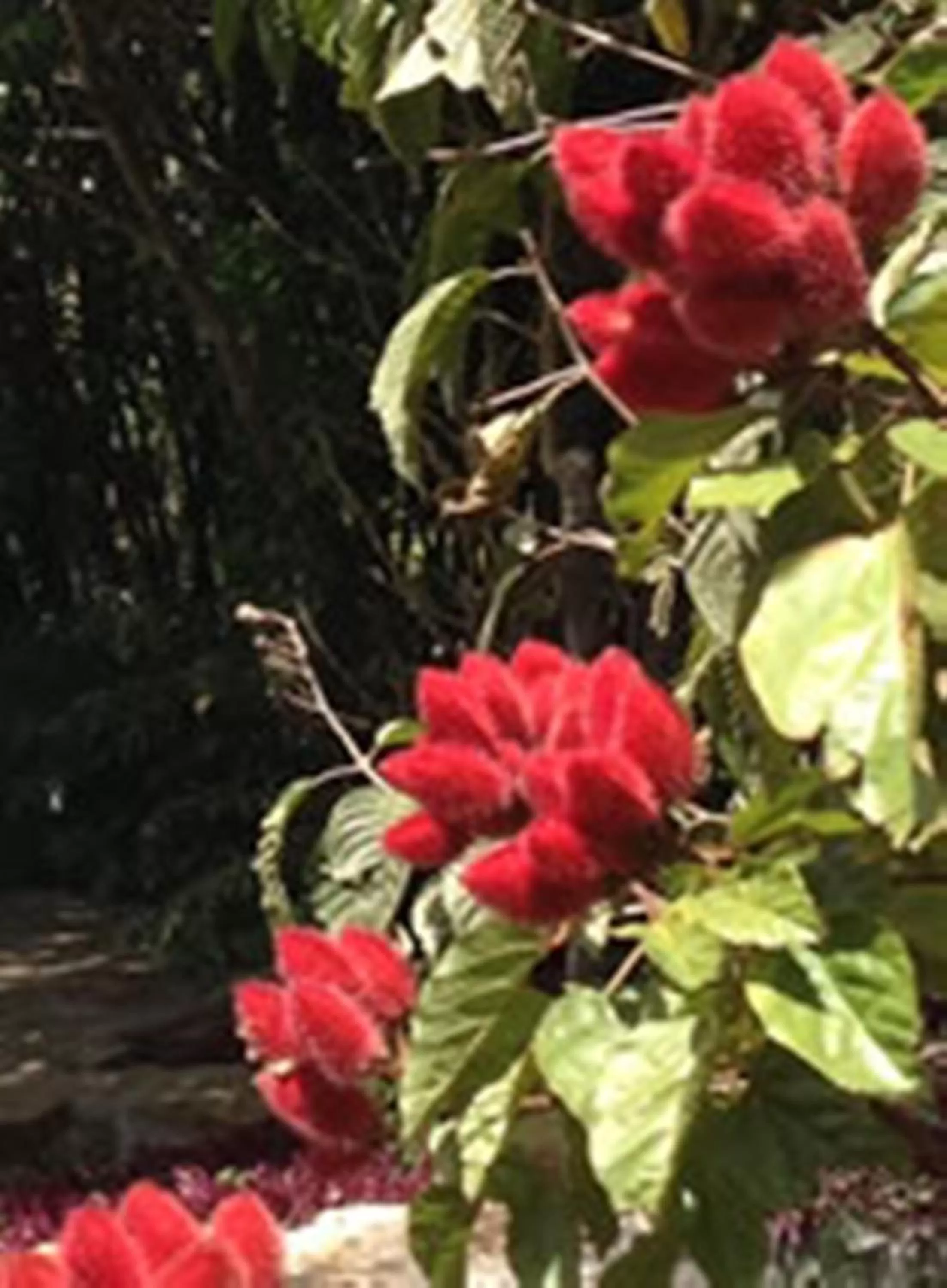 Other in Achiotte by Masaya Collection