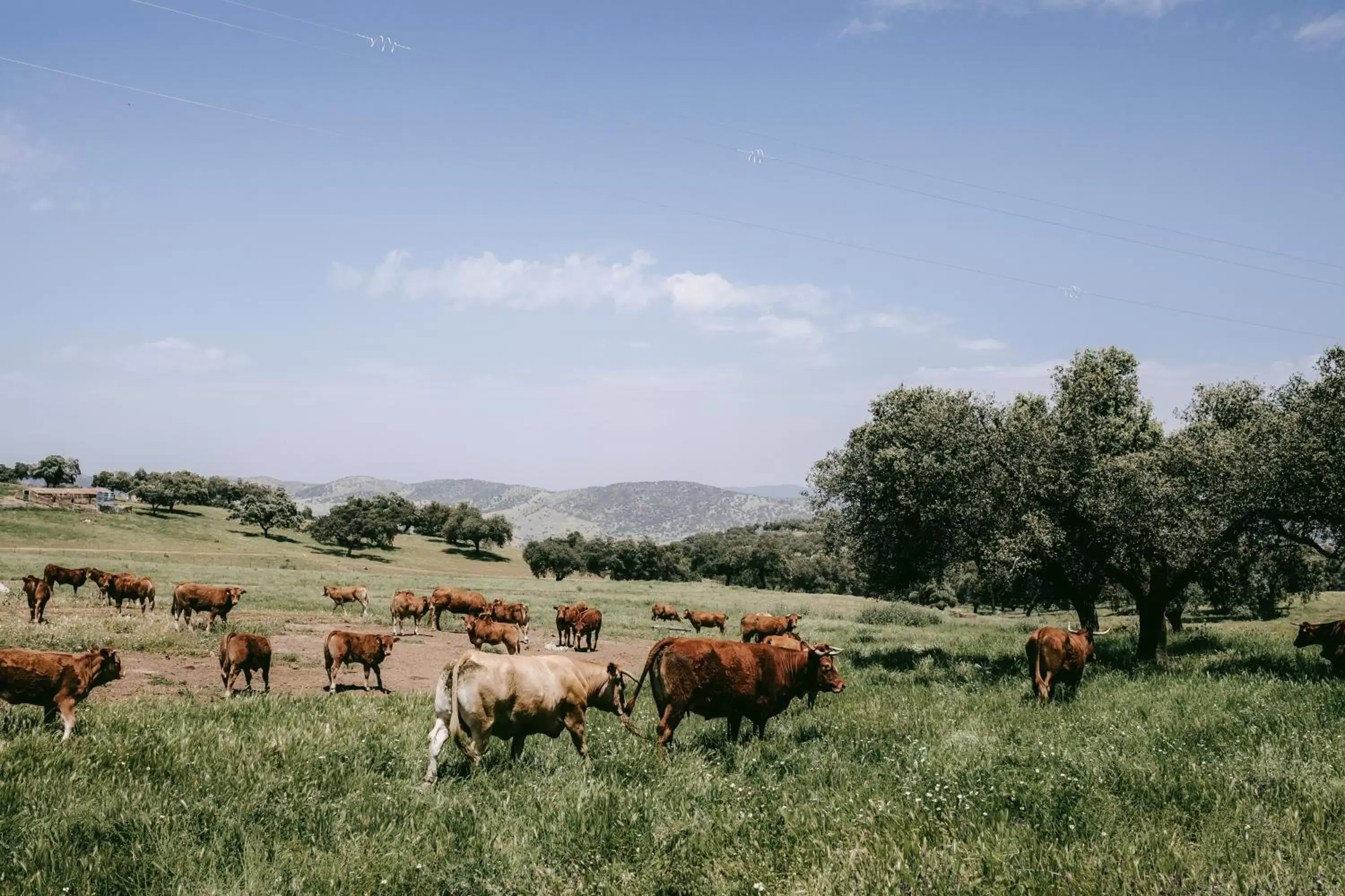 Off site, Other Animals in La Dehesa de Don Pedro